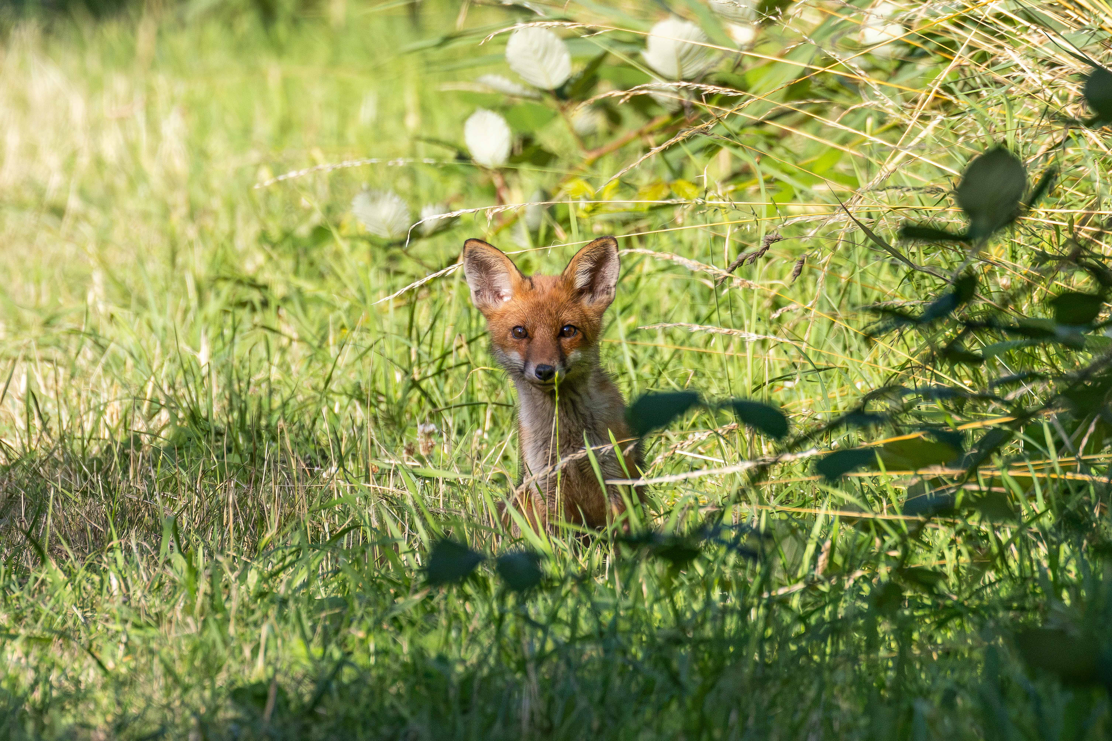 Young fox, Lepelaarplassen, Almere (2026)