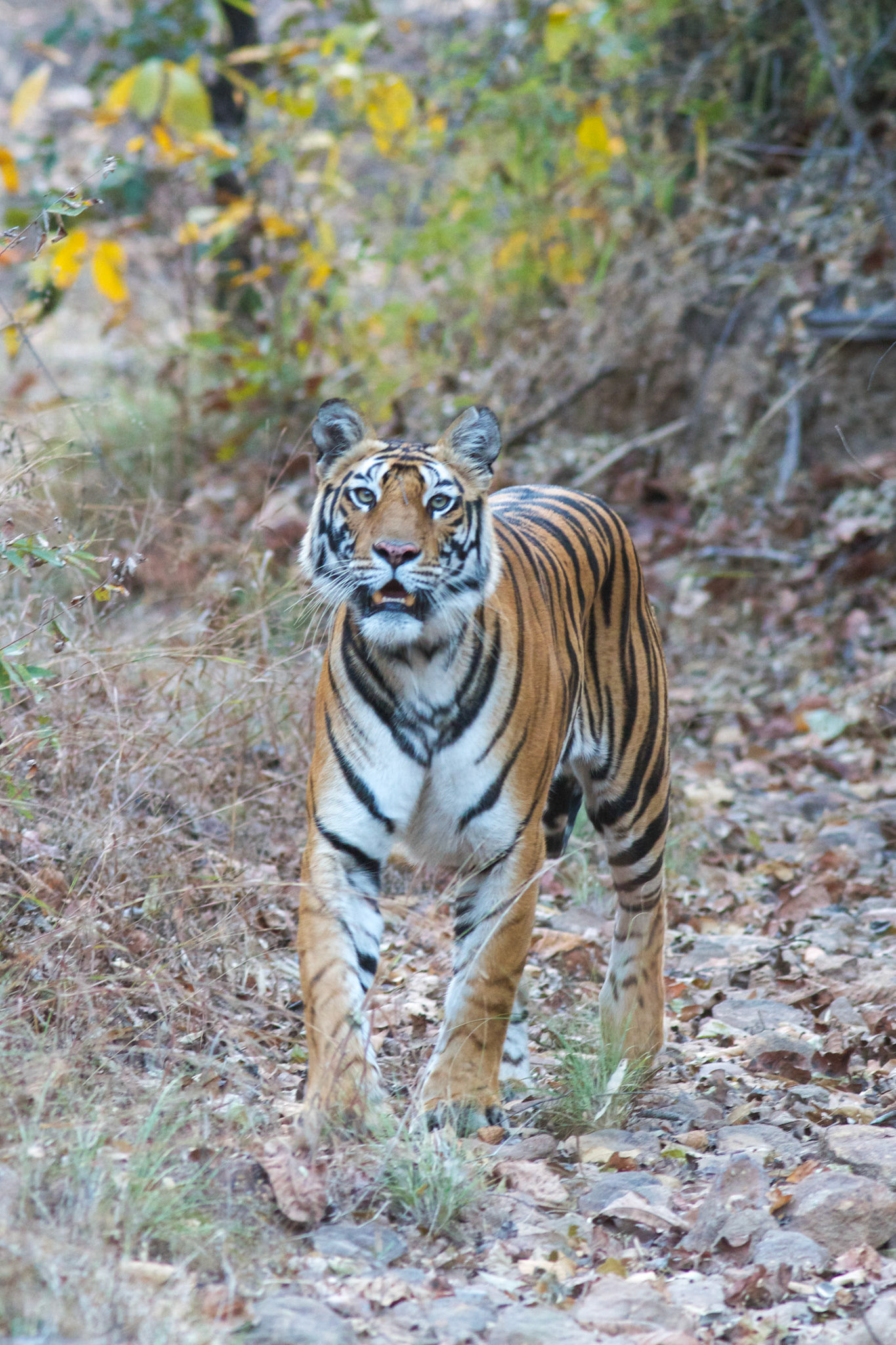 Posing tiger, Bandhavgarh N.P. - India
