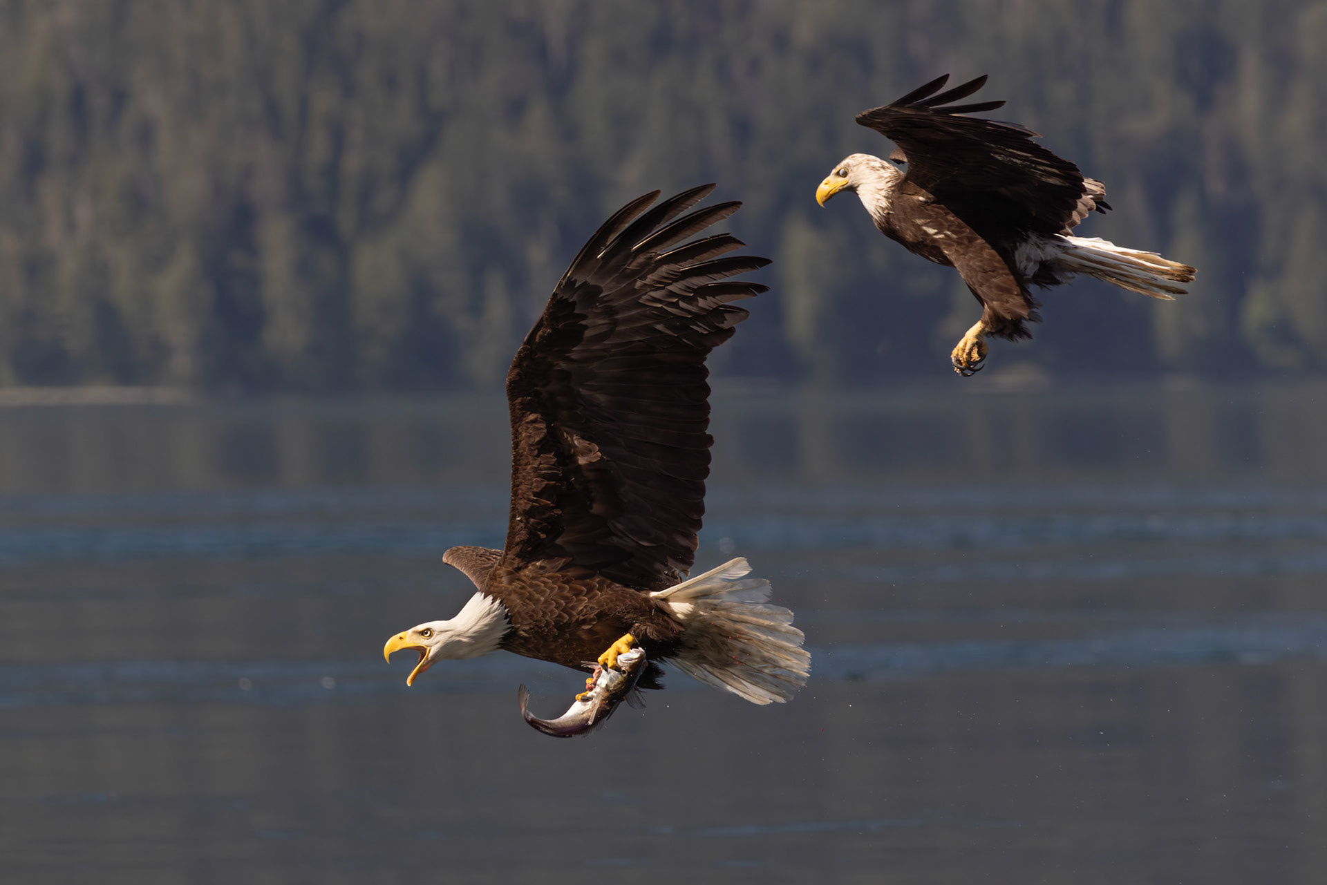 Bold eagle defending prey