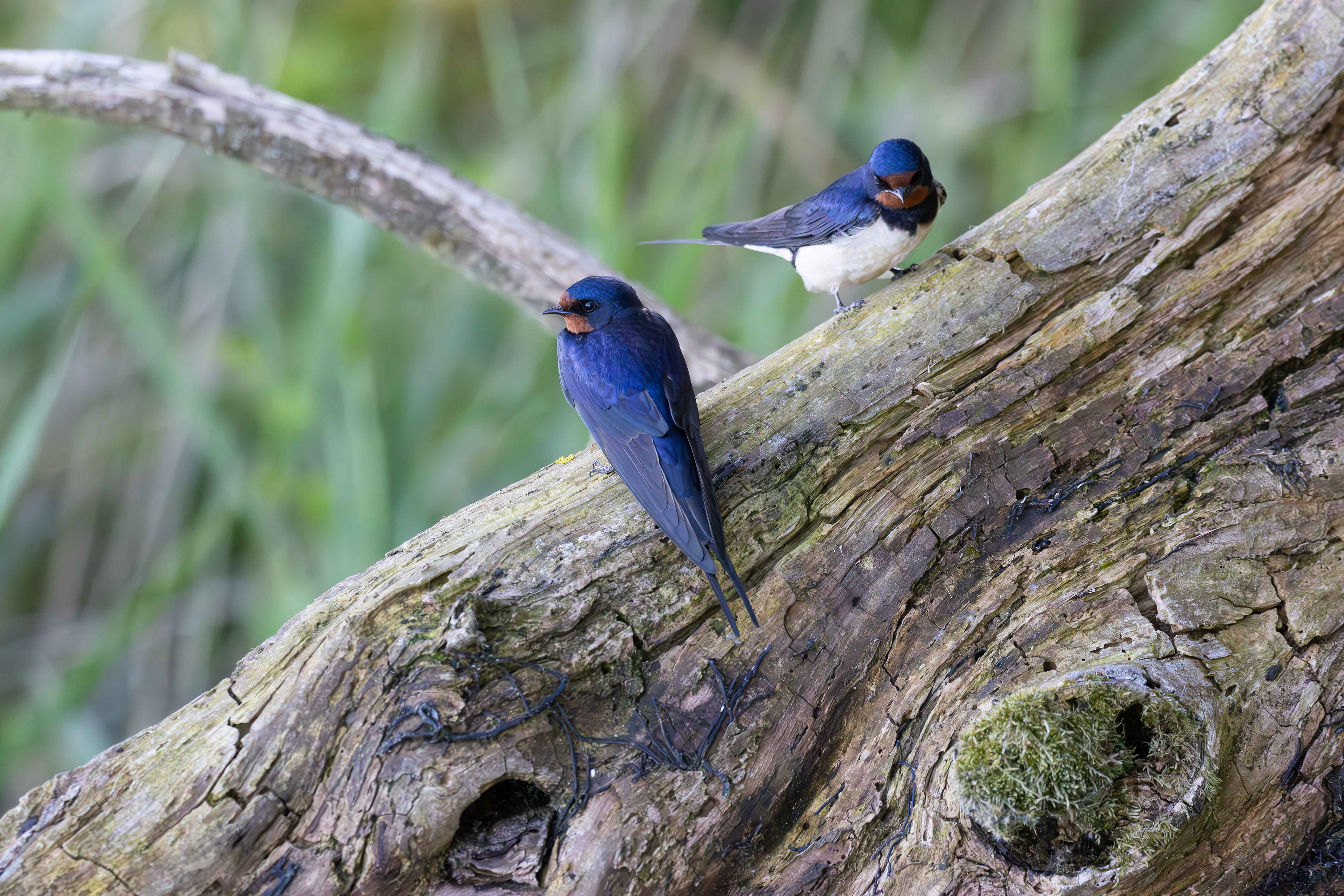 Barn swallows chicks, Oostvaardersplassen - Lelystad (2026)