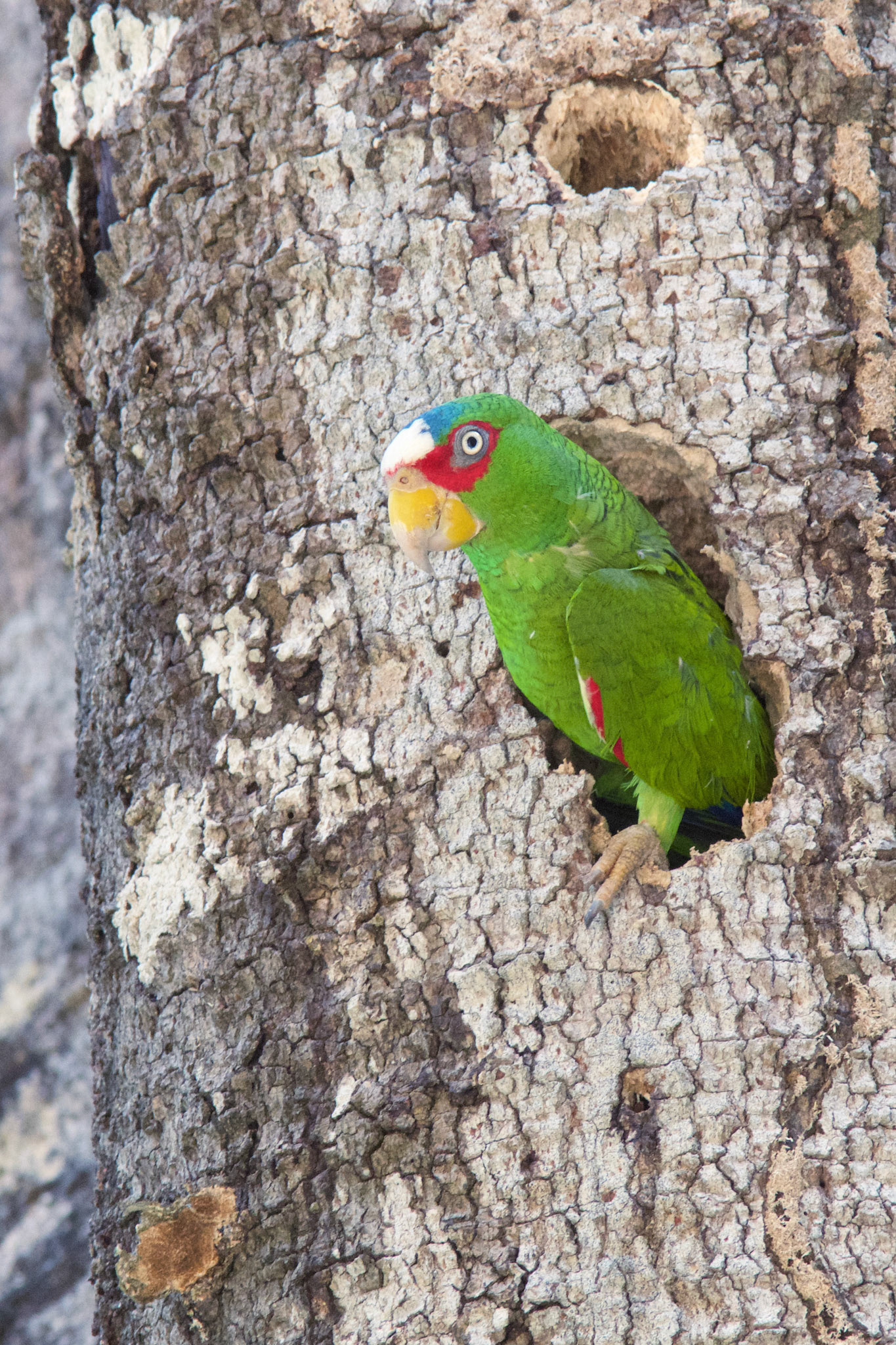 White Fronted Parrot - Belize