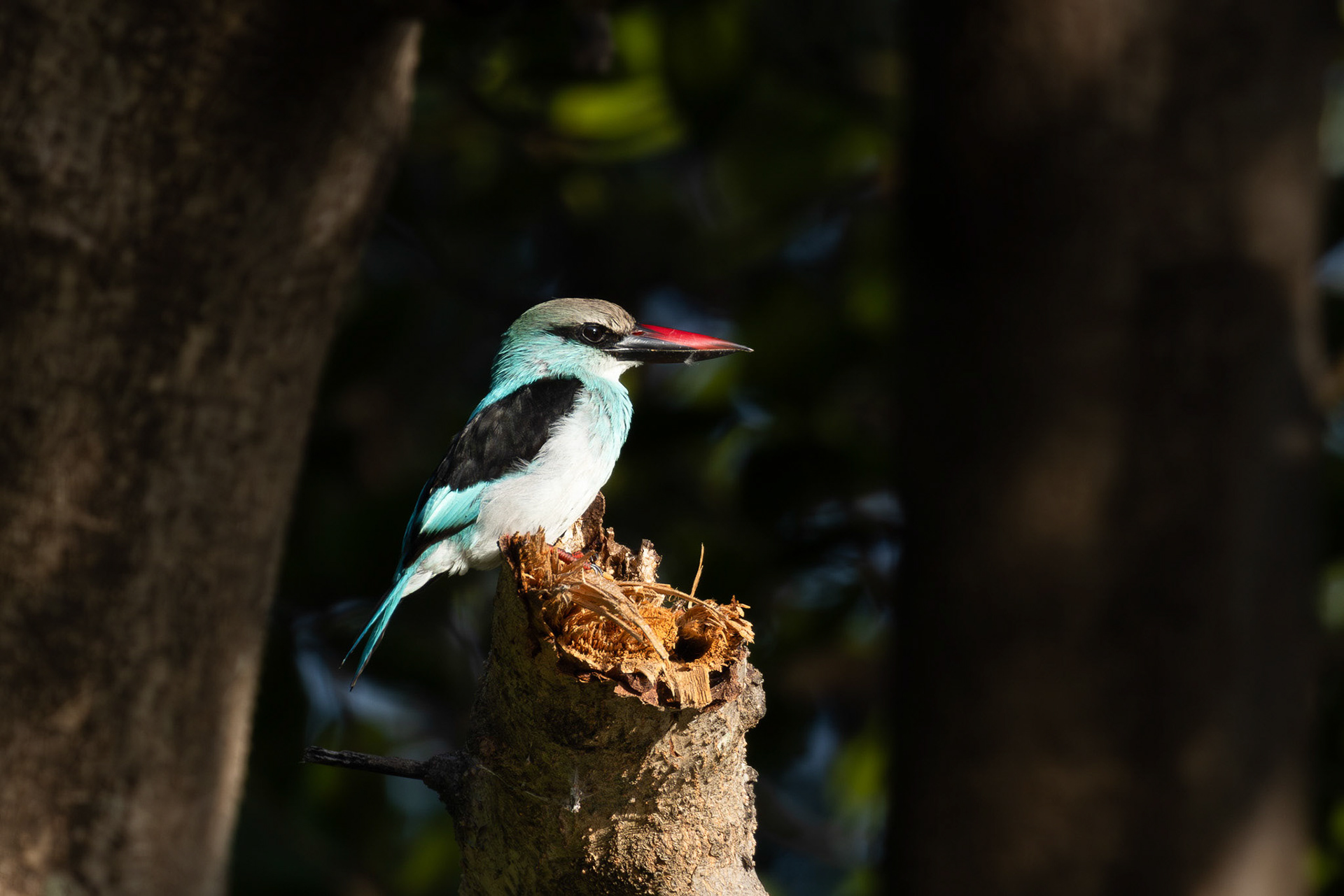 Blue-brested Kingfisher