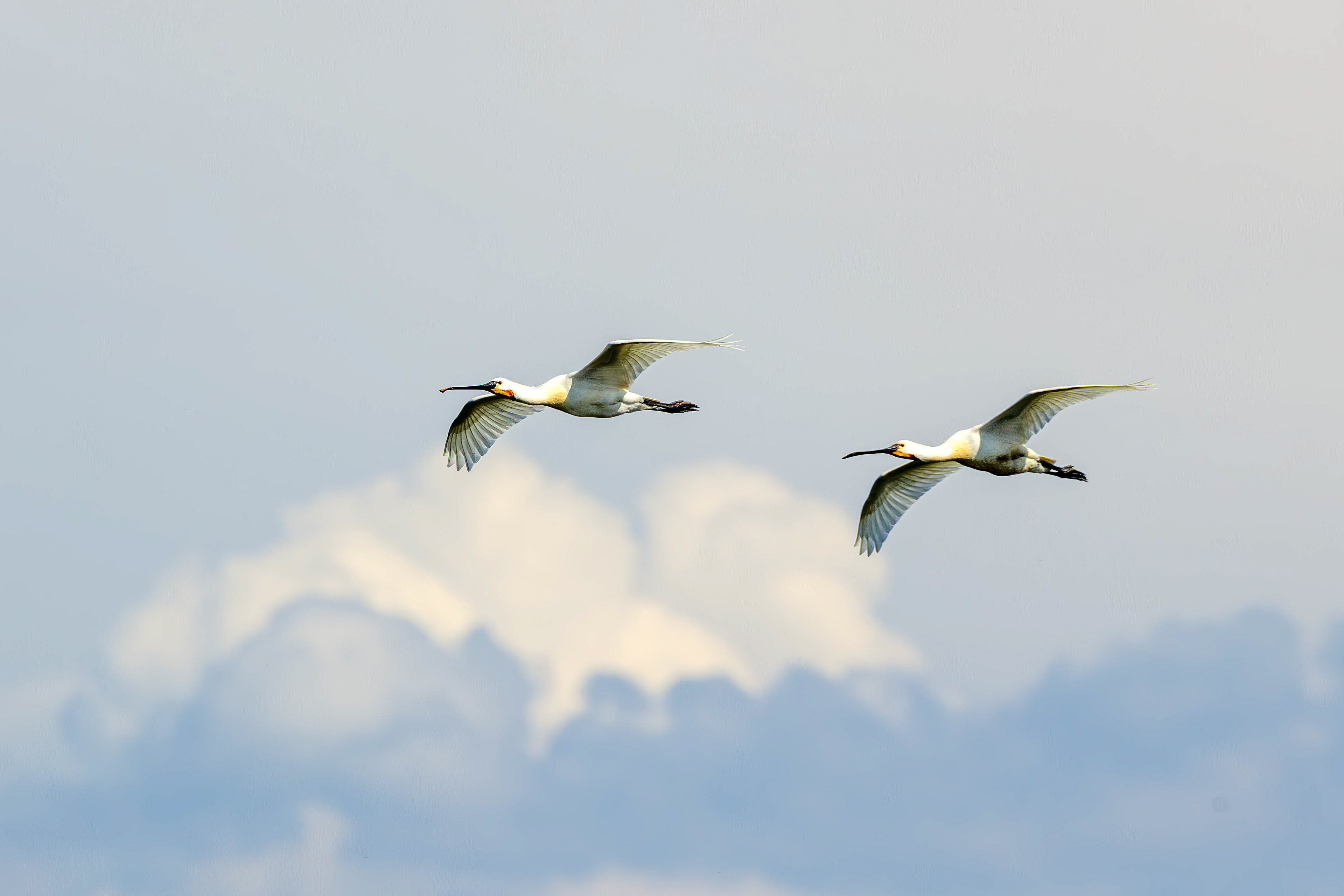 Spoonbills, Lepelaarplassen - Almere (2024)