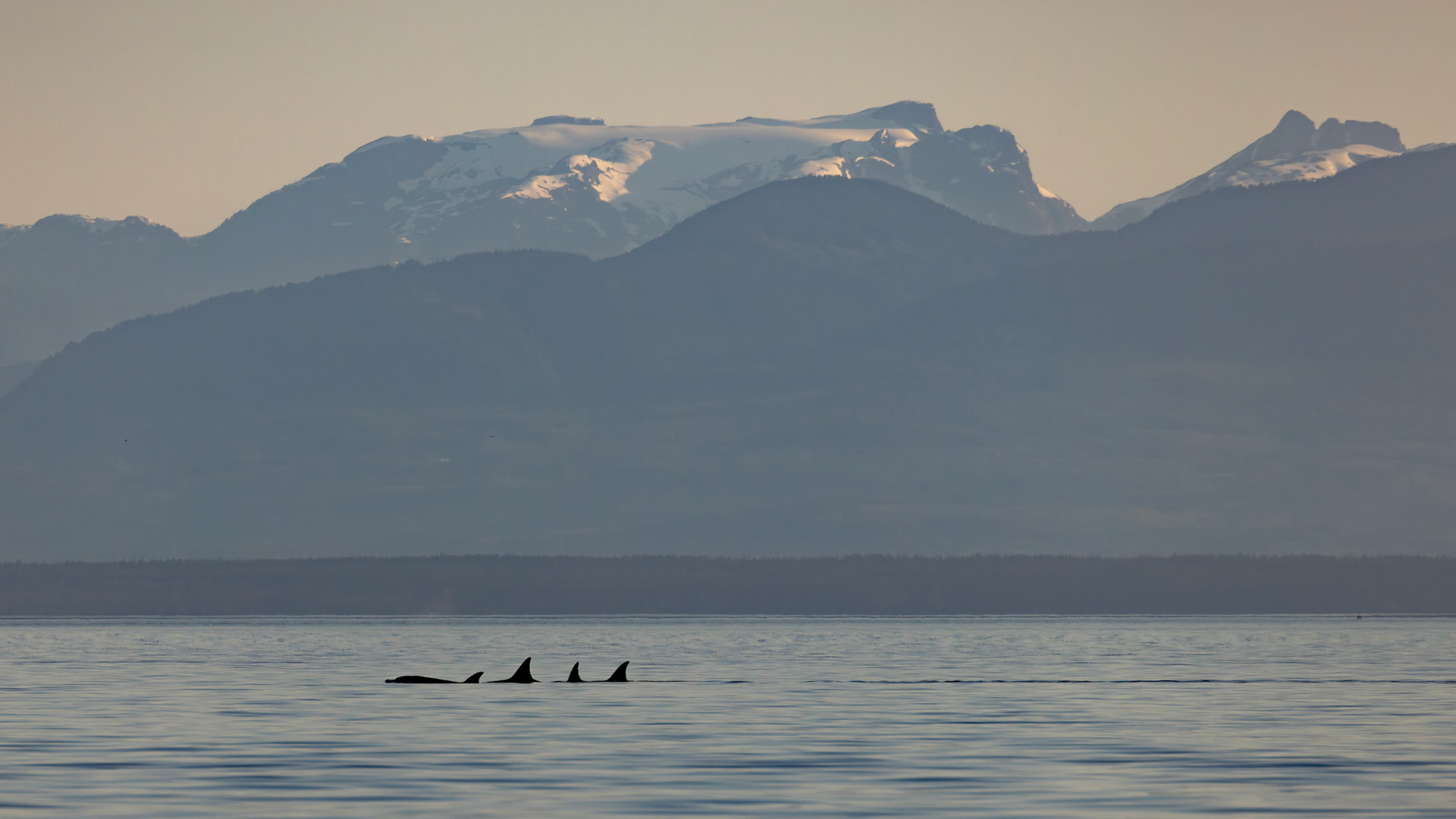 Orcas in front of majestic landscape 