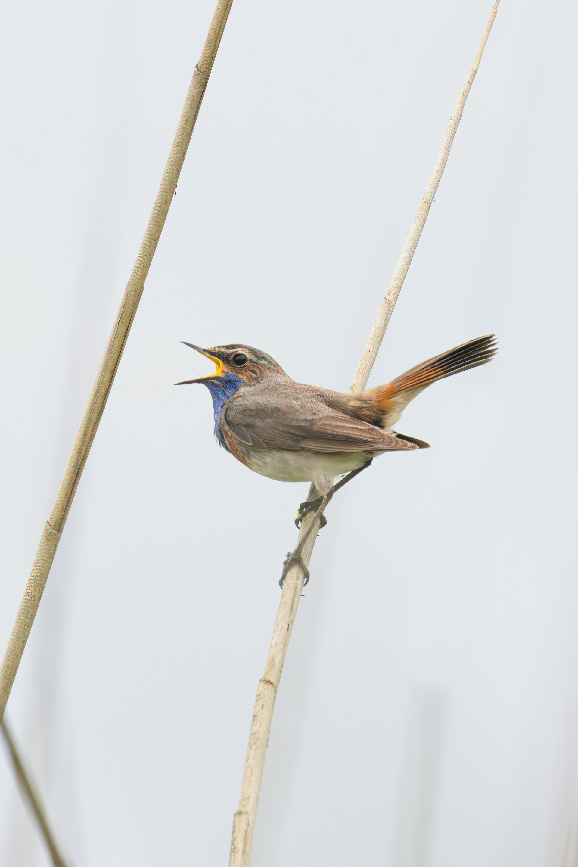 Bluethroat singing, Lepelaarplassen - Almere (2024)