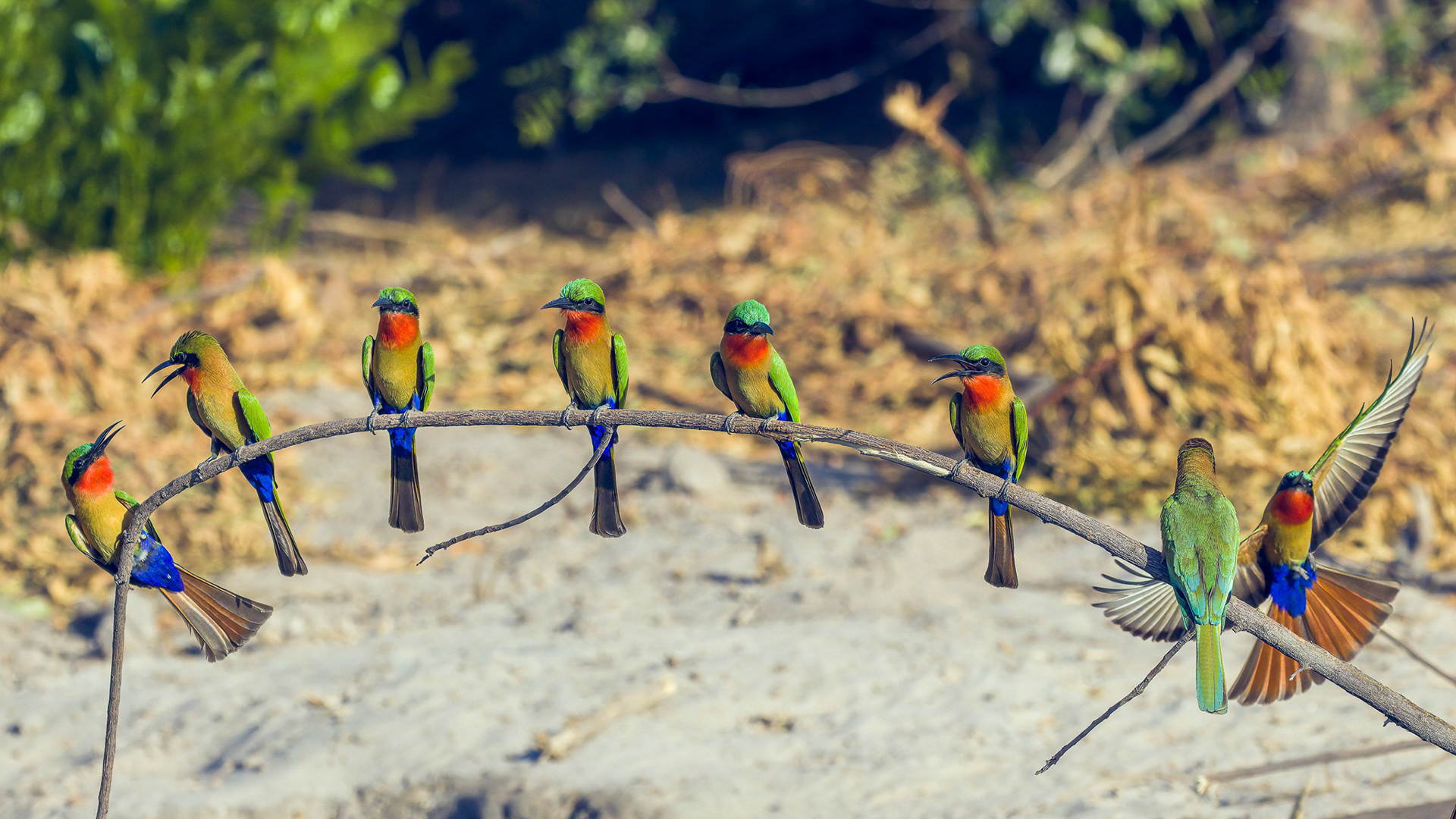 Red-throated Bee-eaters posing