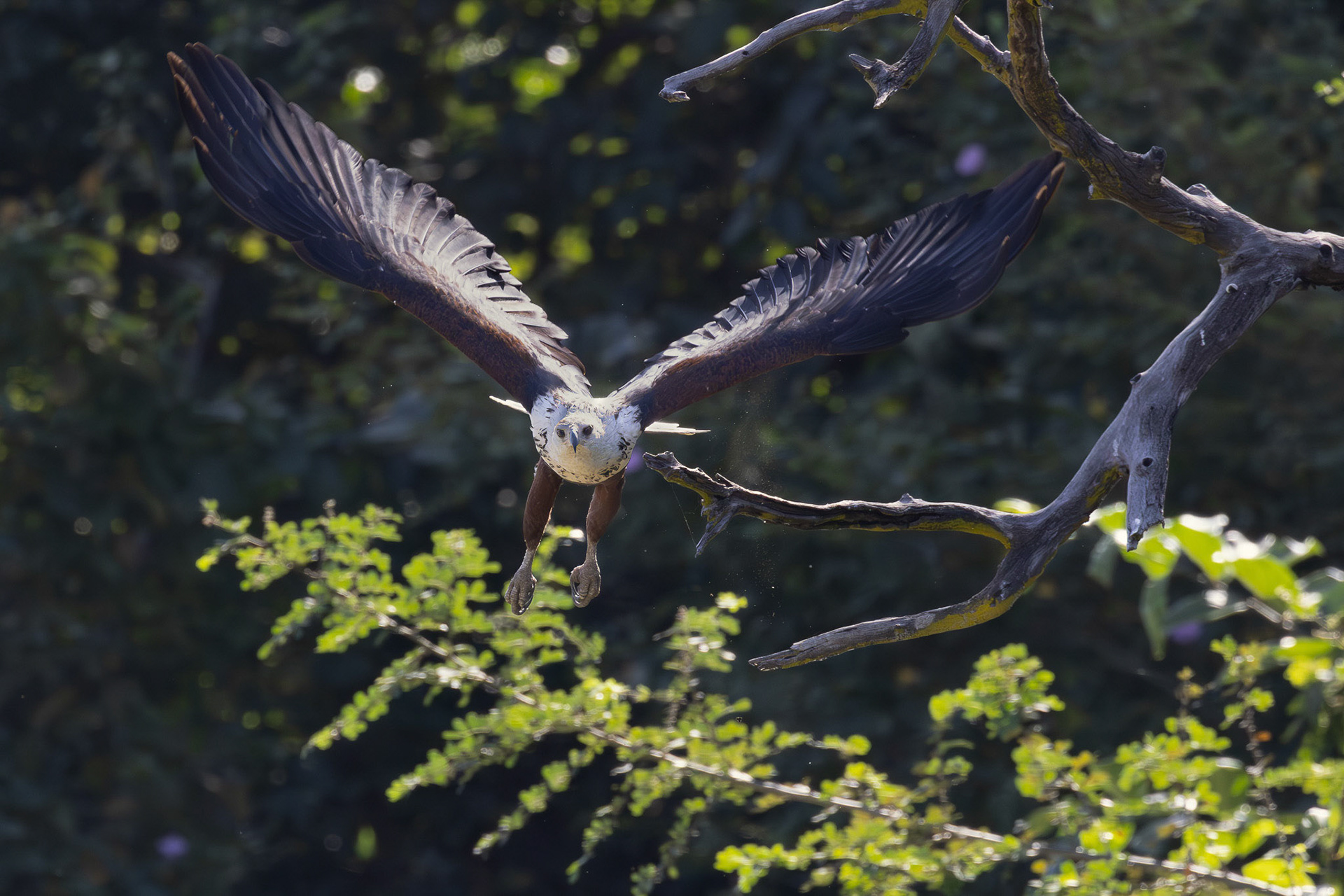 African Fish Eagle taking off