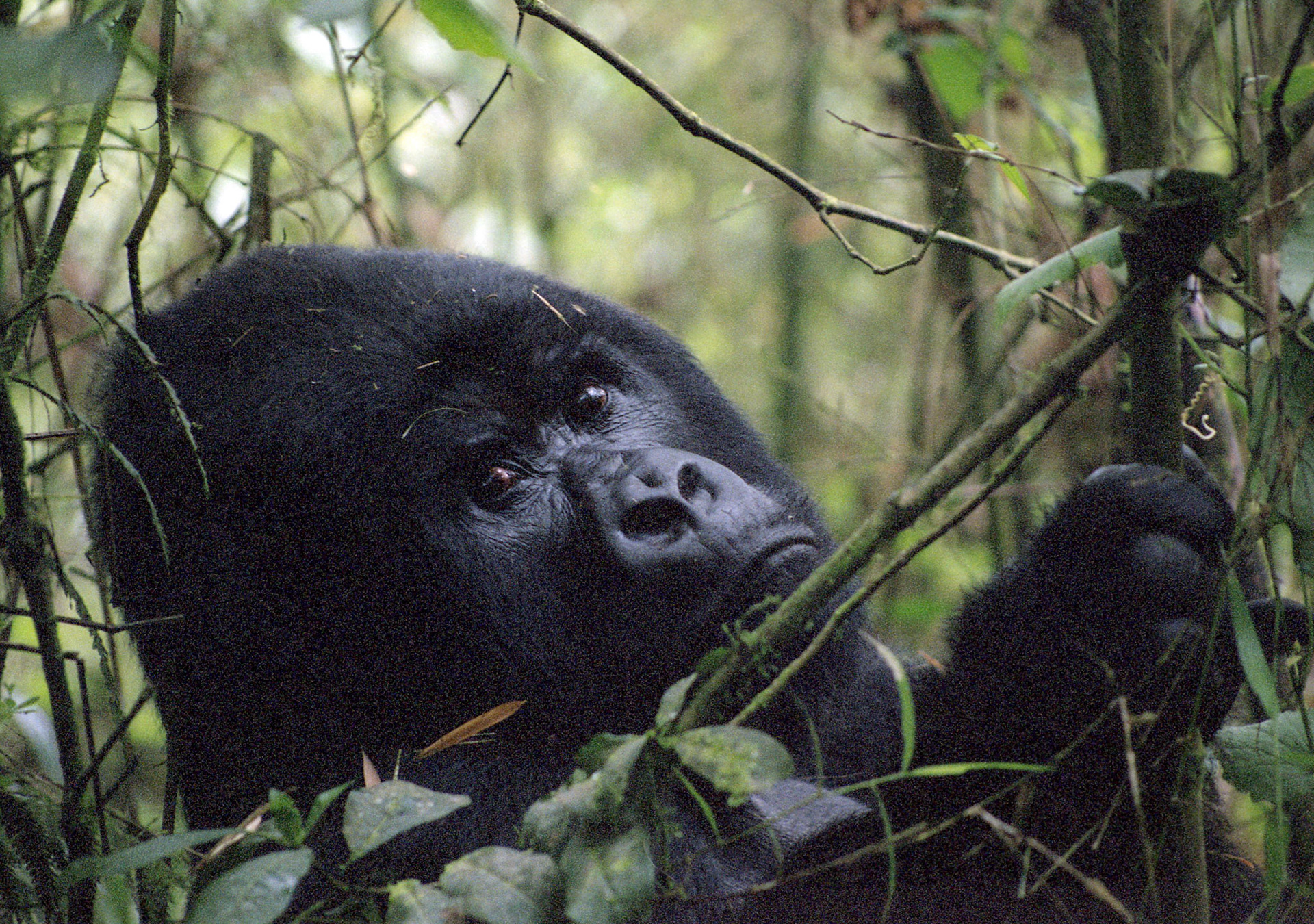 Silverback mountain gorilla, Rwanda