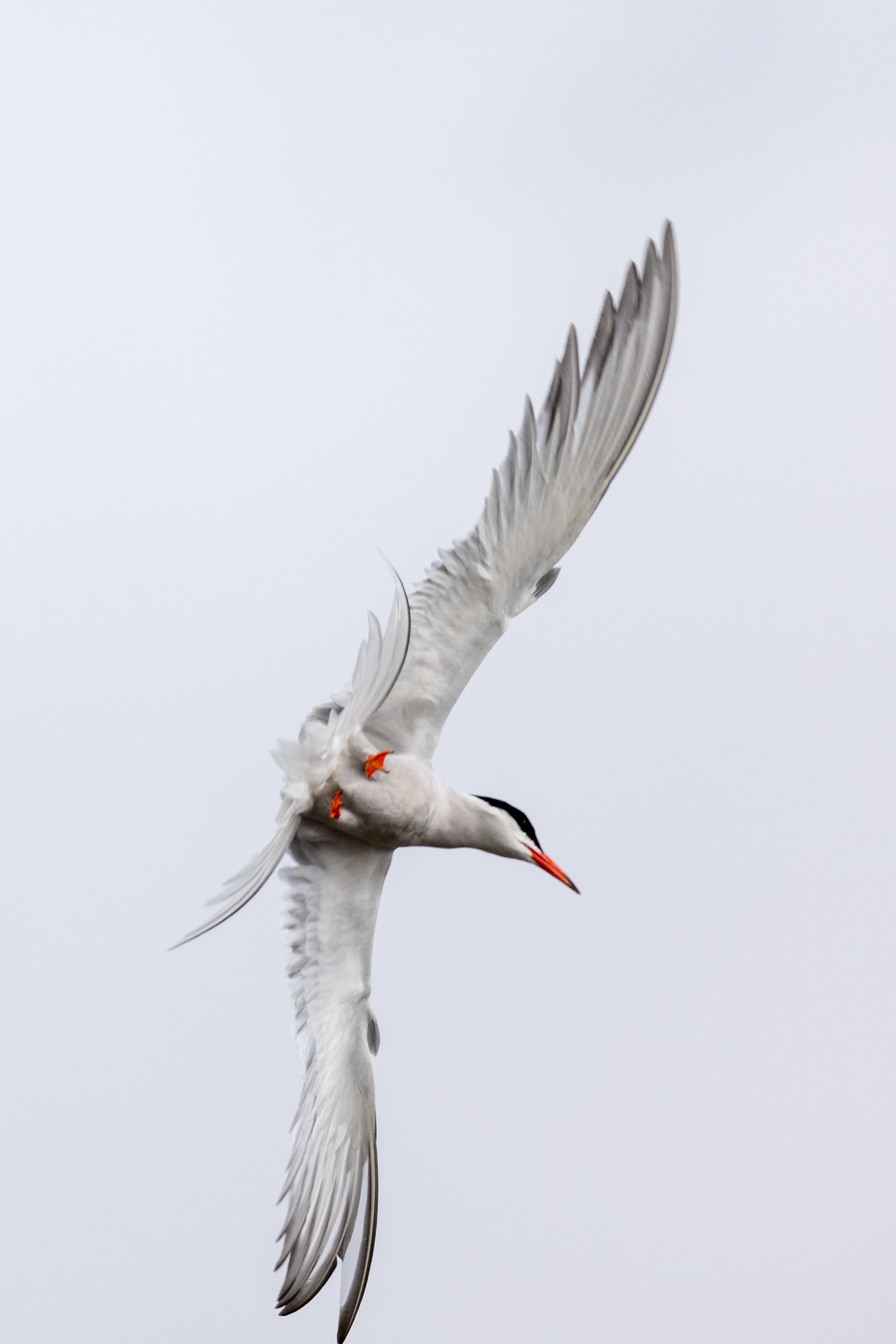 Tern in full flight, Marker wadden