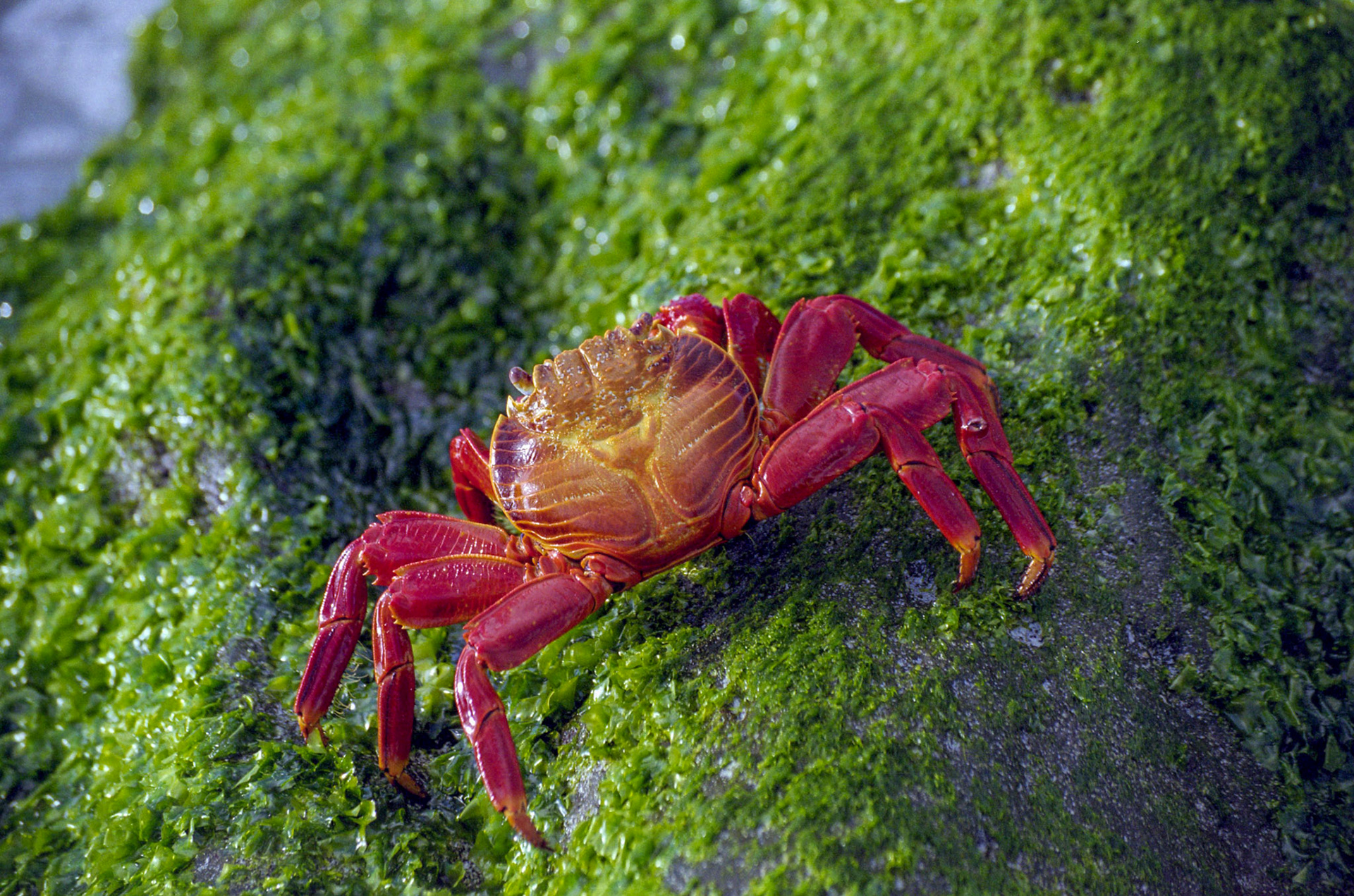 Sally lightfoot crab, Galapagos, Ecuador