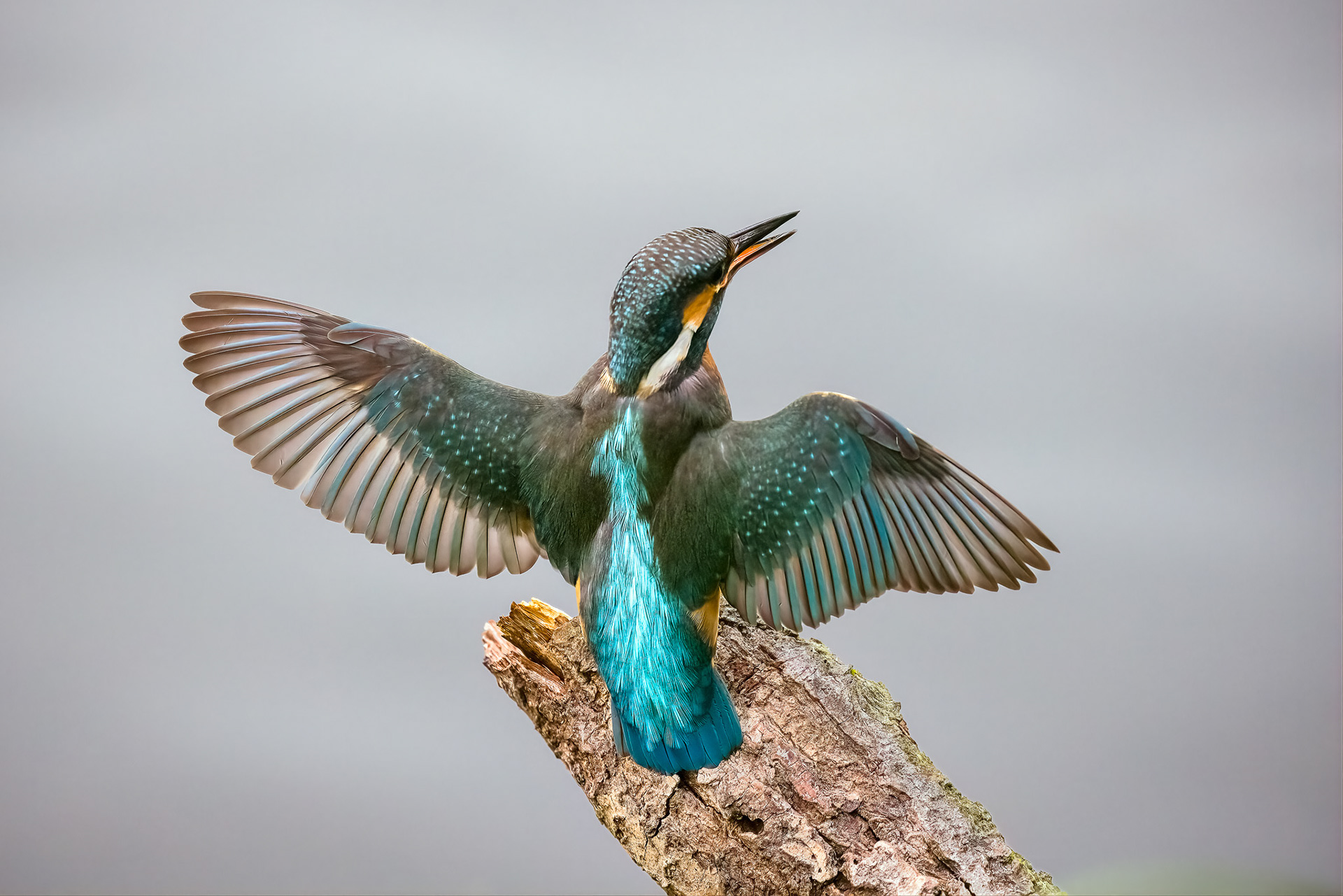 Kingfisher spreading wings, Lepelaarplassen - Almere (2023)