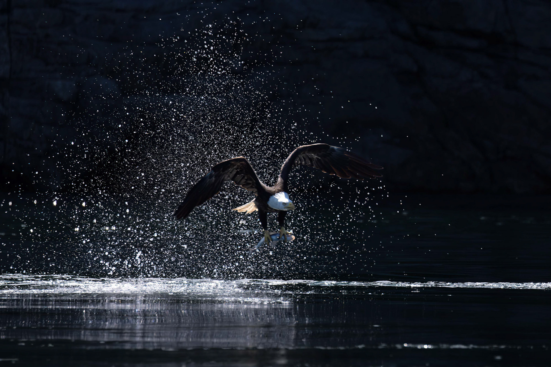Bold eagle caught in the light