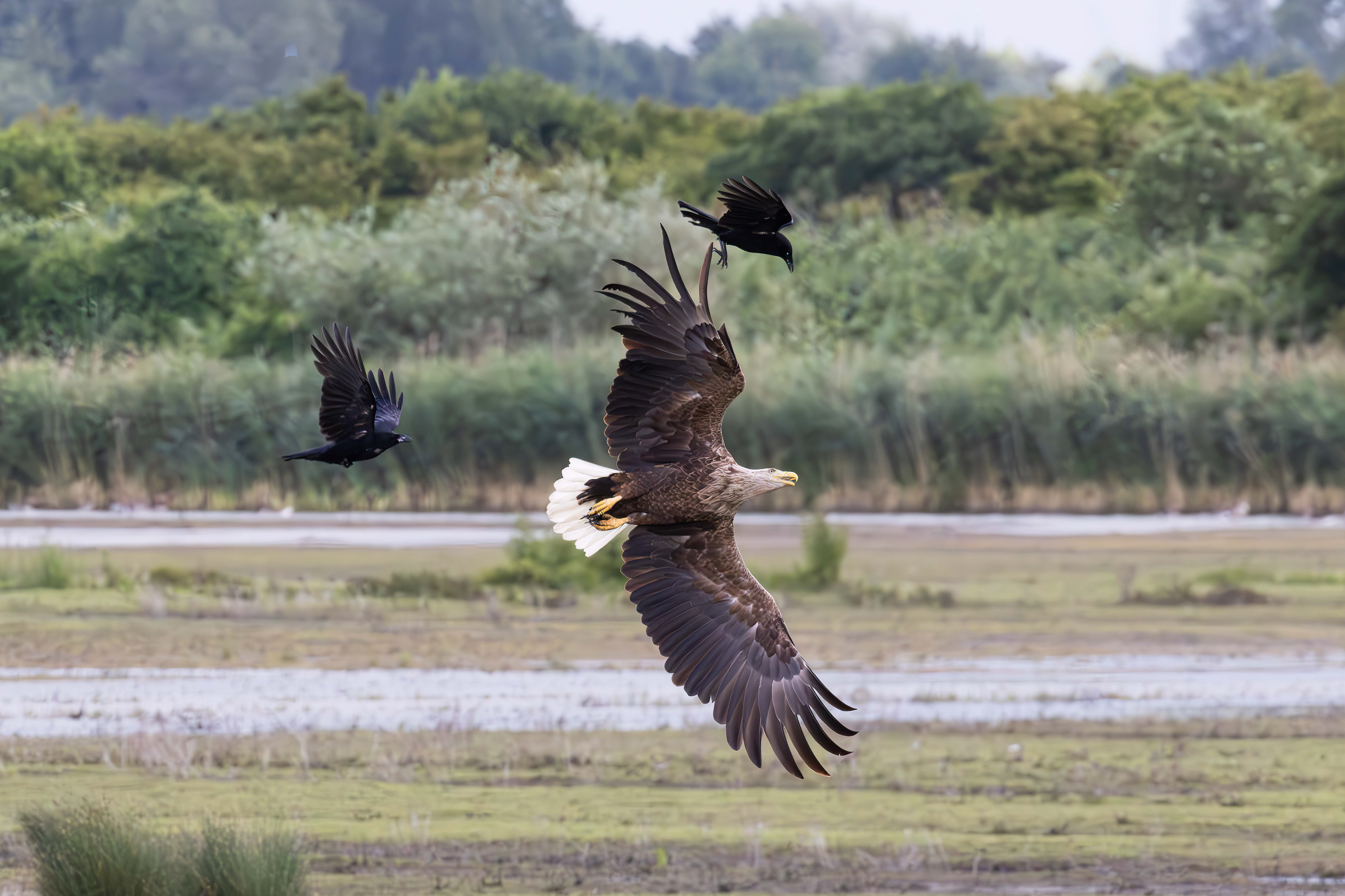 White-tailed eagle with crows, Lepelaarplassen - Almere (2026)