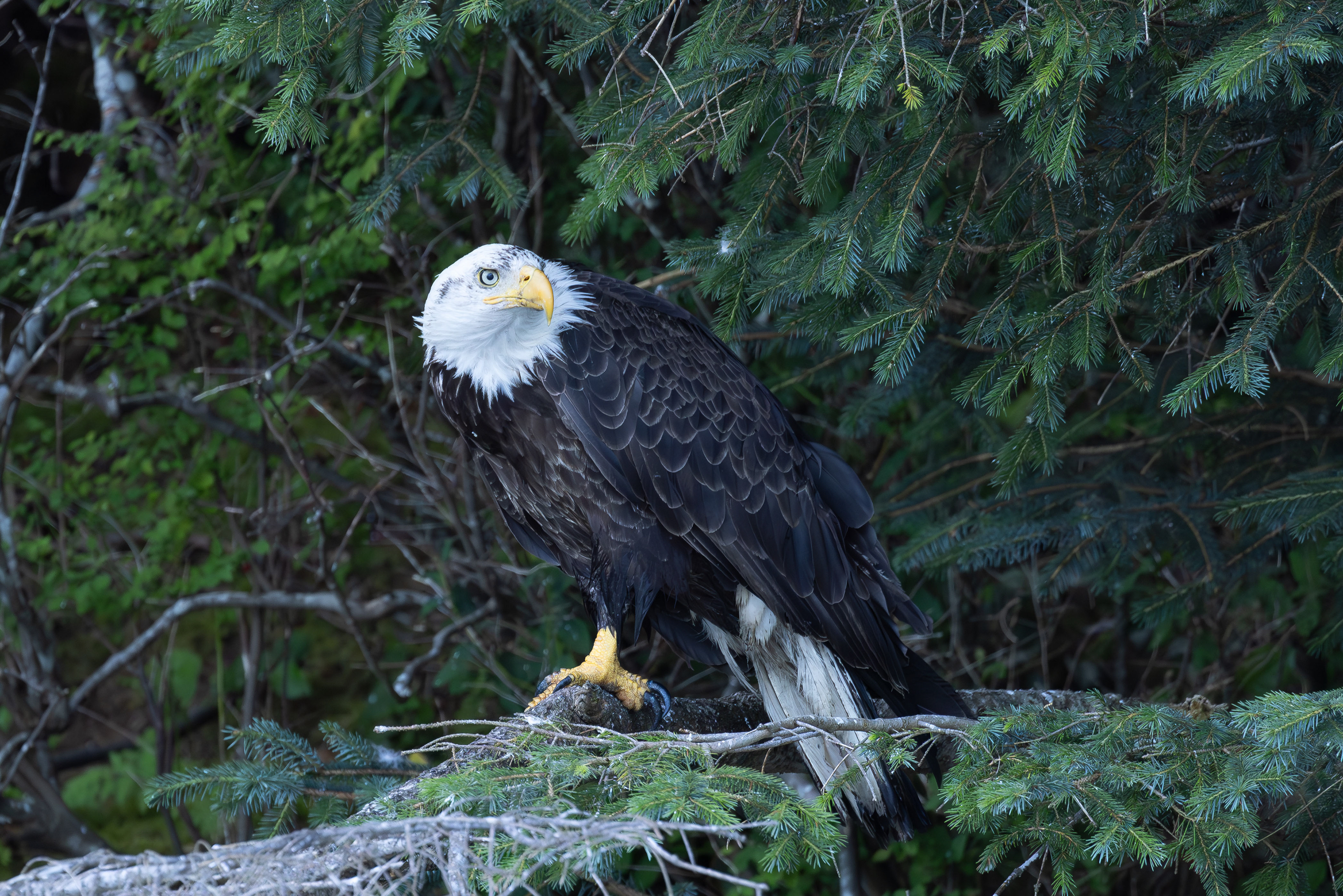 Bold eagle portrait