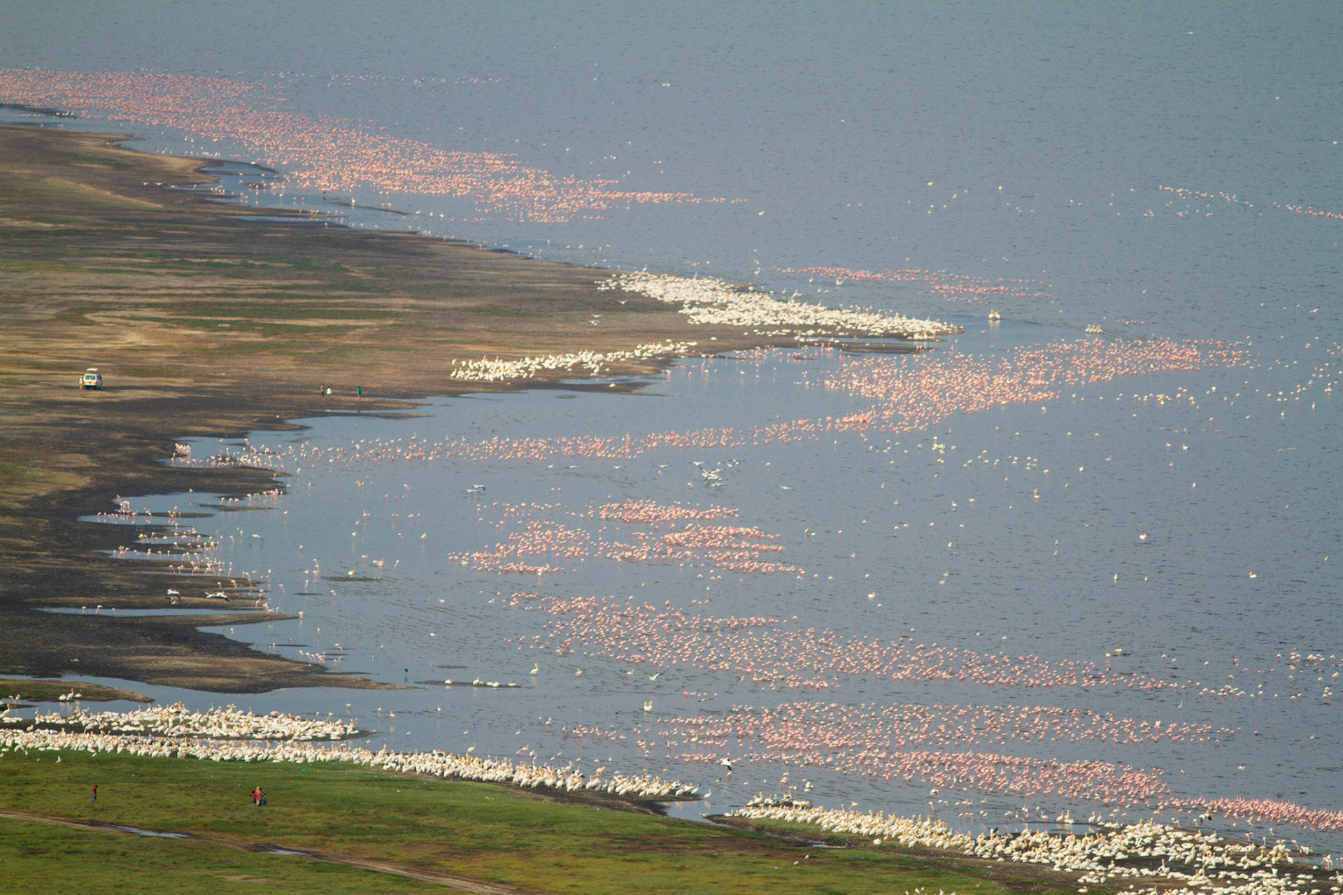 Pink carpet, Lake Nakura, Kenya