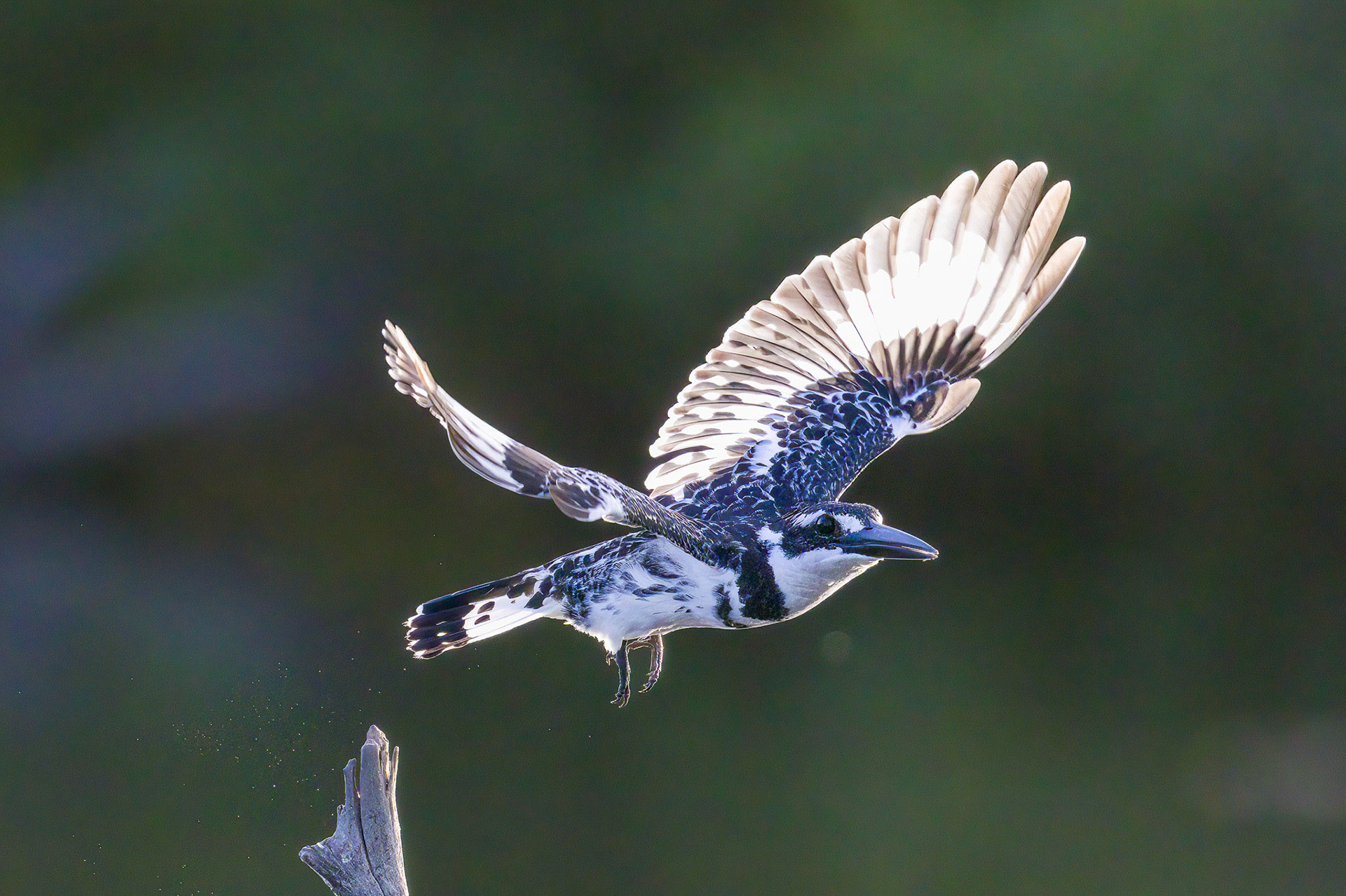 Pied Kingfisher in flight