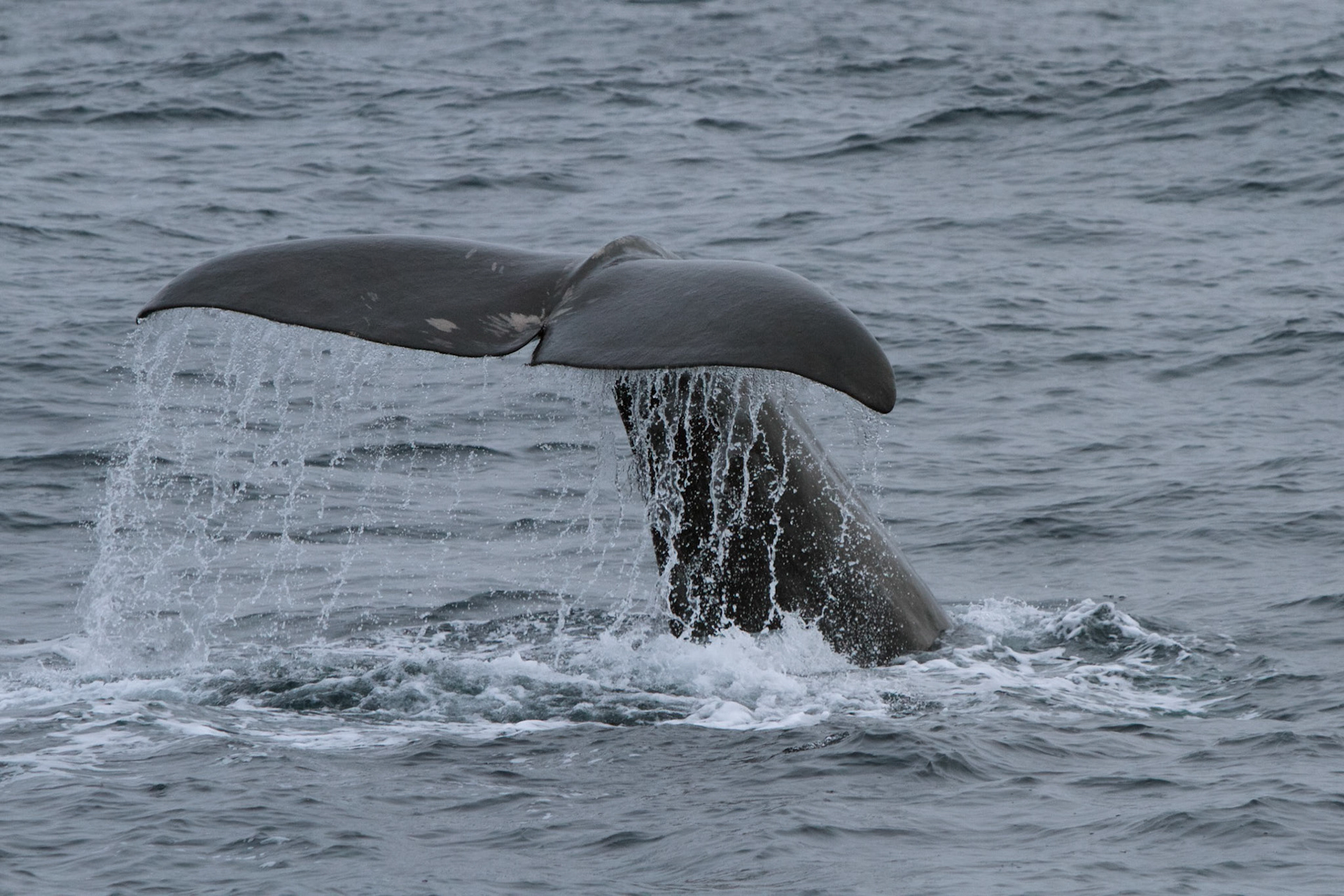 Sperm whale, Versteralen - Norway