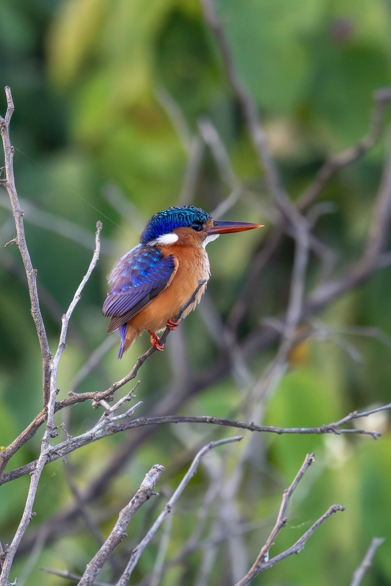 Malachite Kingfisher