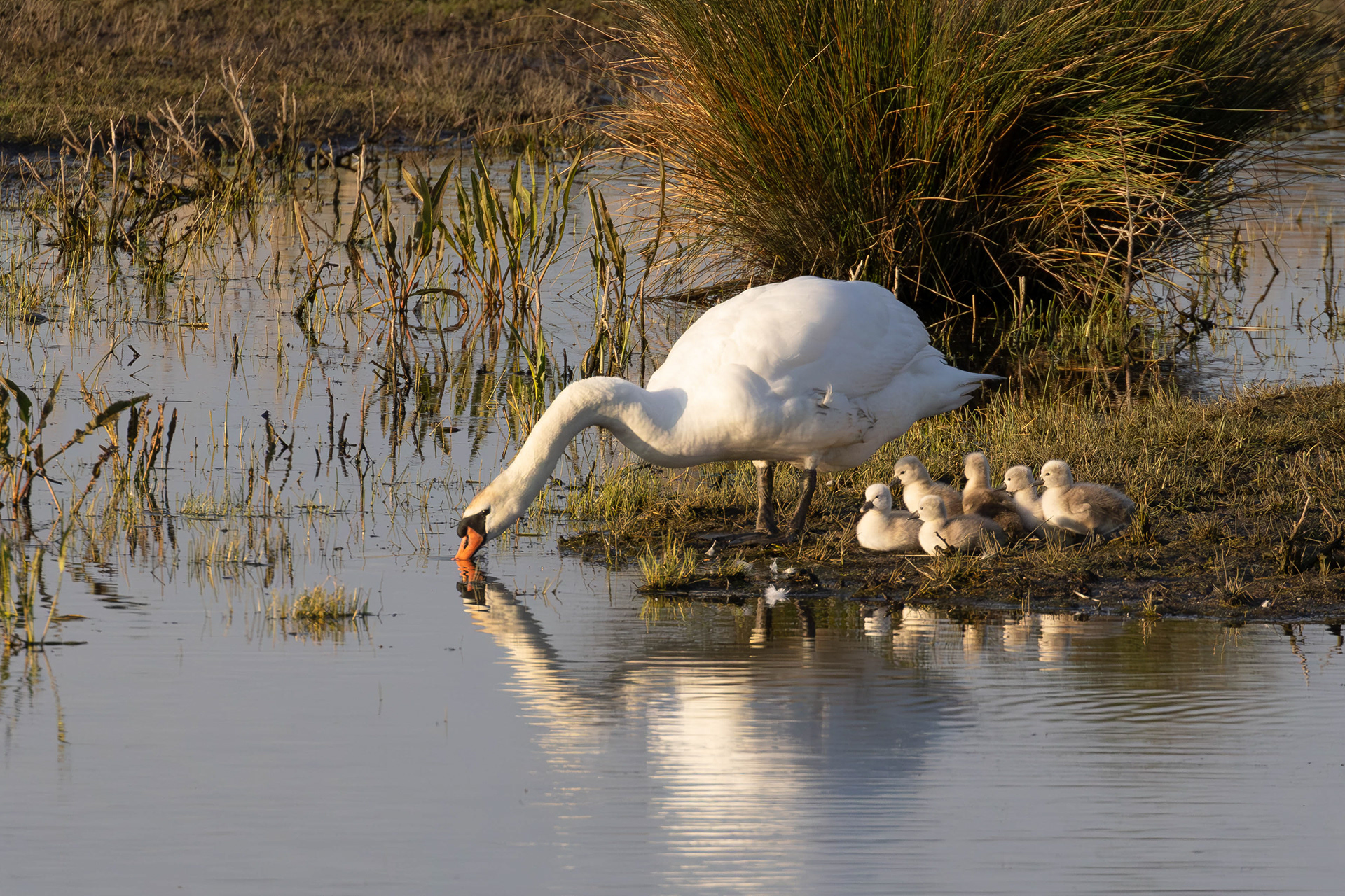 Swan with chicks. Lepelaarplassen - Almere (2026)