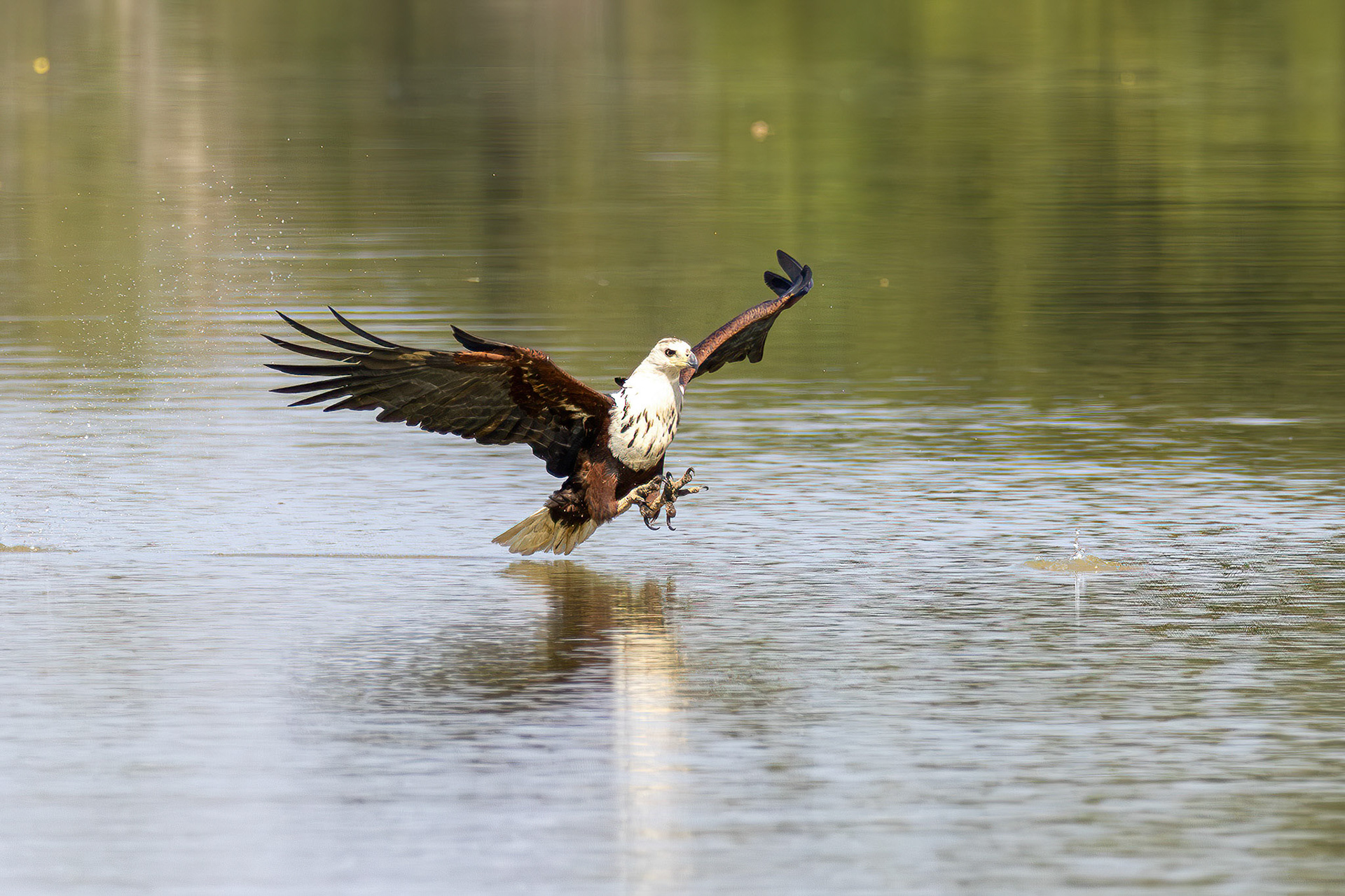 African Fish Eagle attack