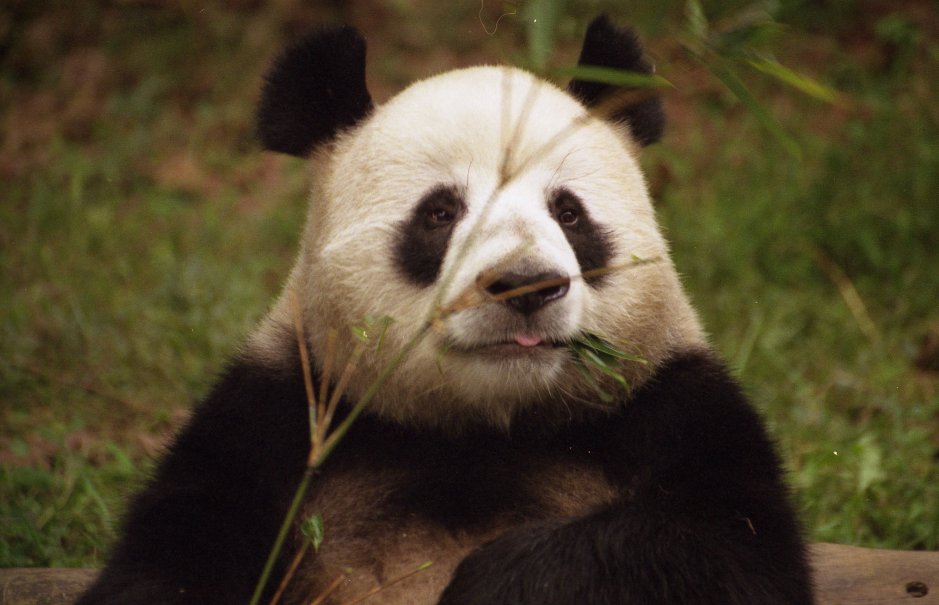 Giant Panda, Chengdu - China