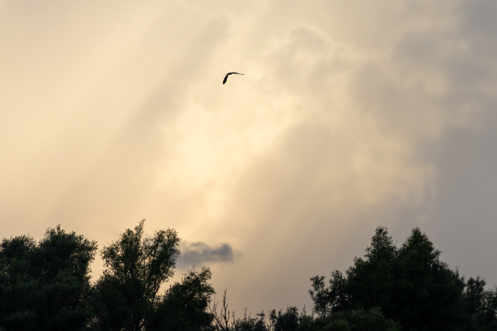 Osprey approaching, Lepelaarplassen - Almere (2023)