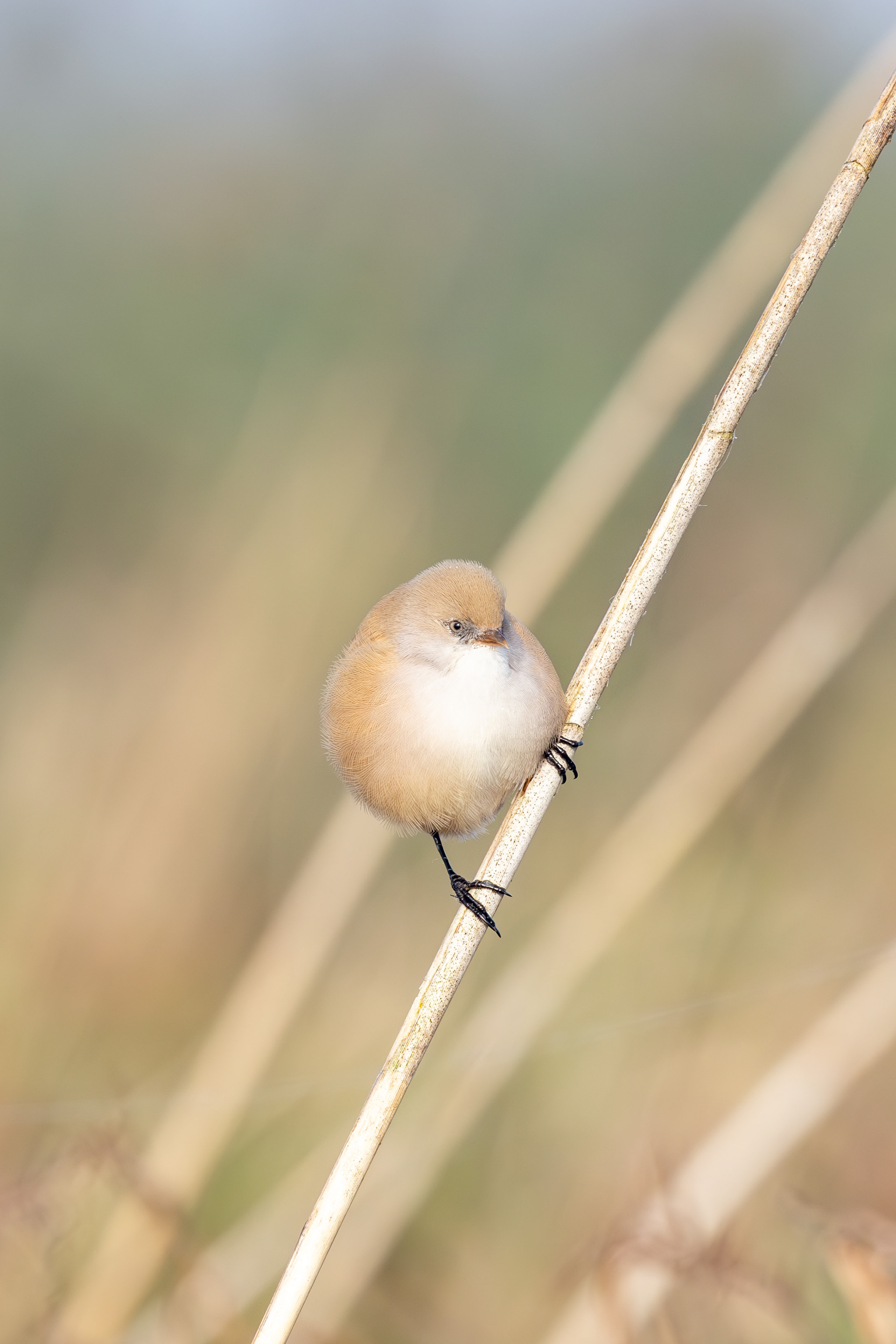 Female Bearded reedling, Marker wadden (2023)