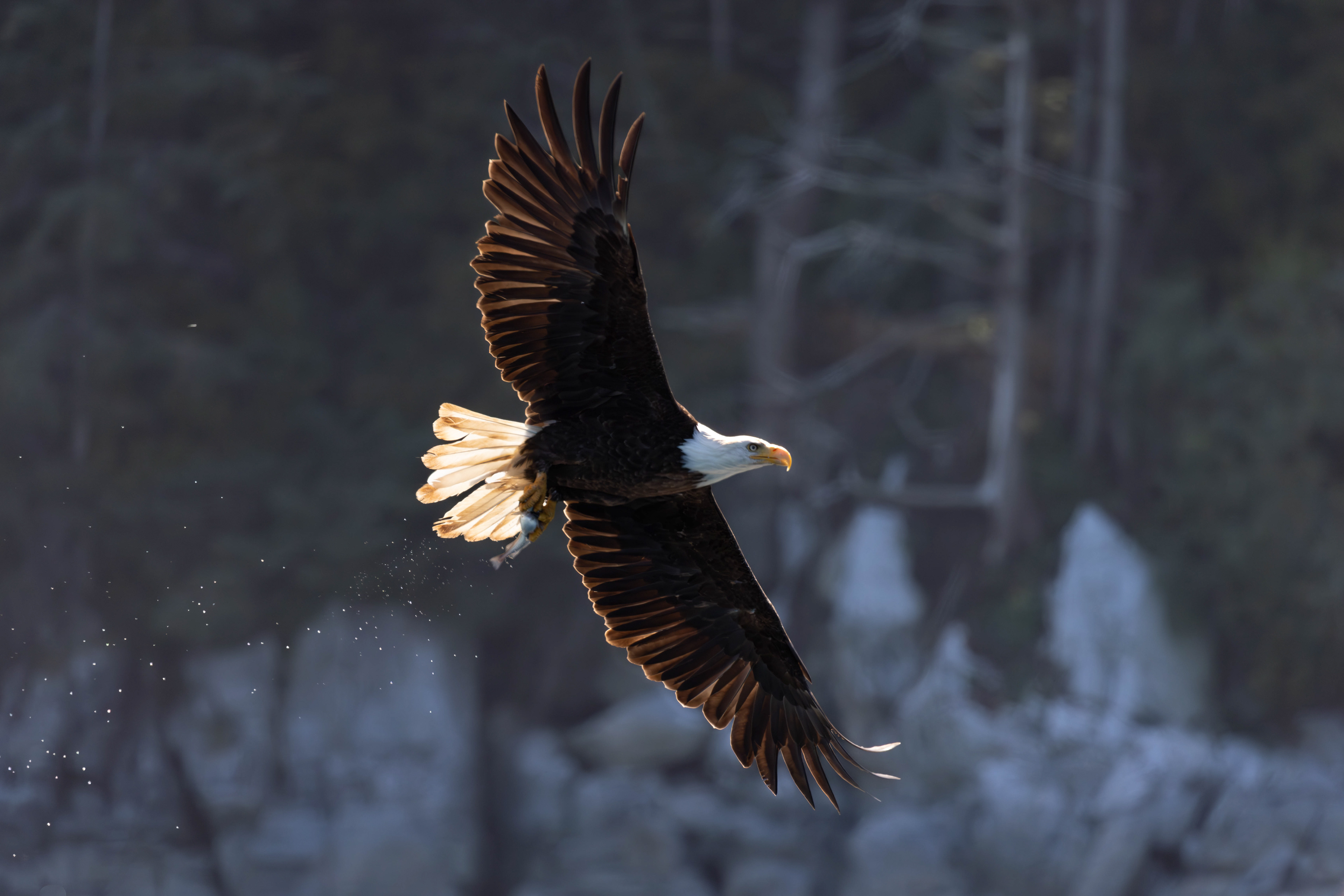 Bold eagle touched by the sun