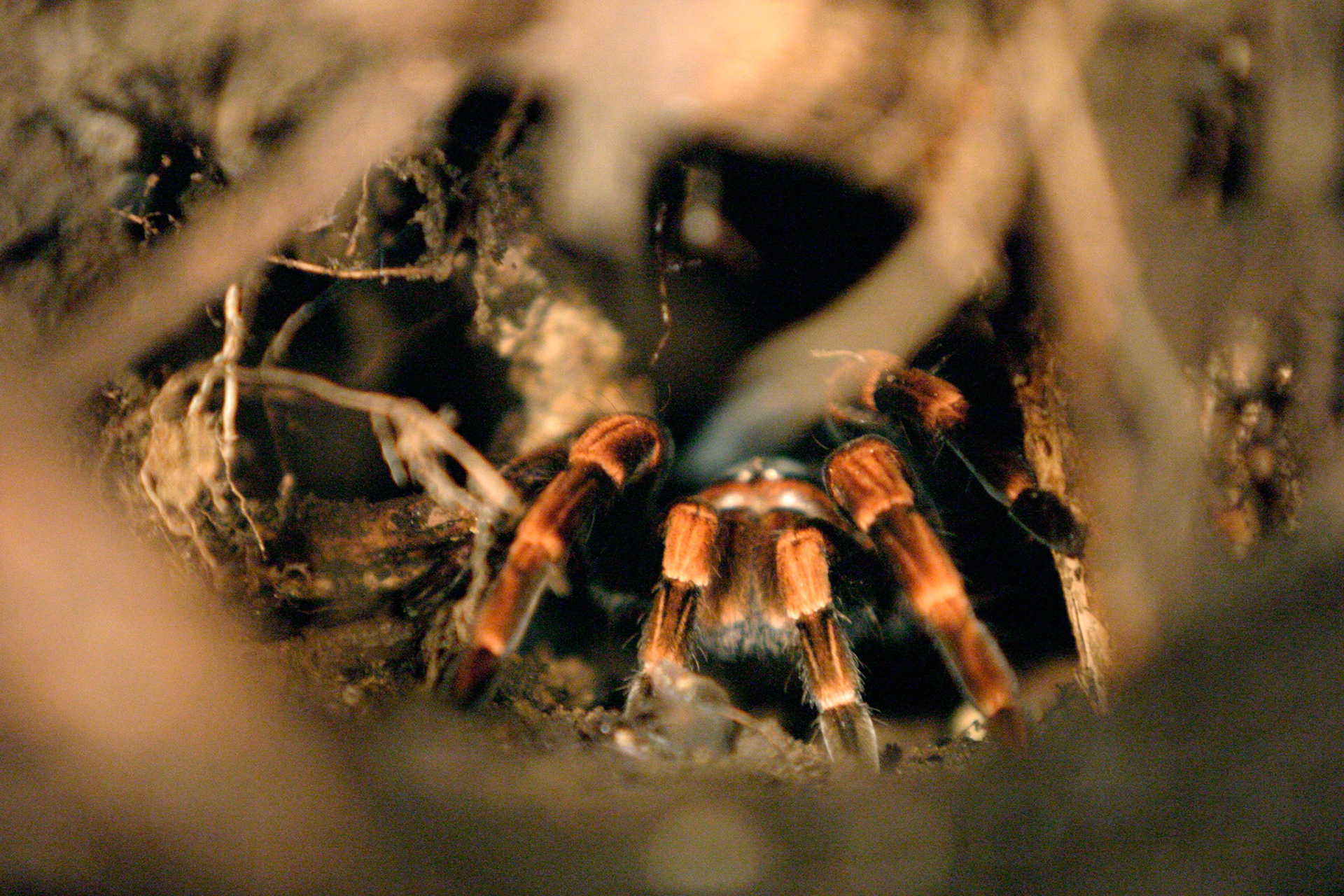 Tarantula at night - Costa Rica