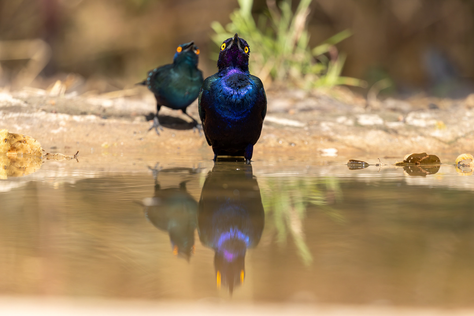 Purple Glossy + Bronze-tailed Glossy Starling