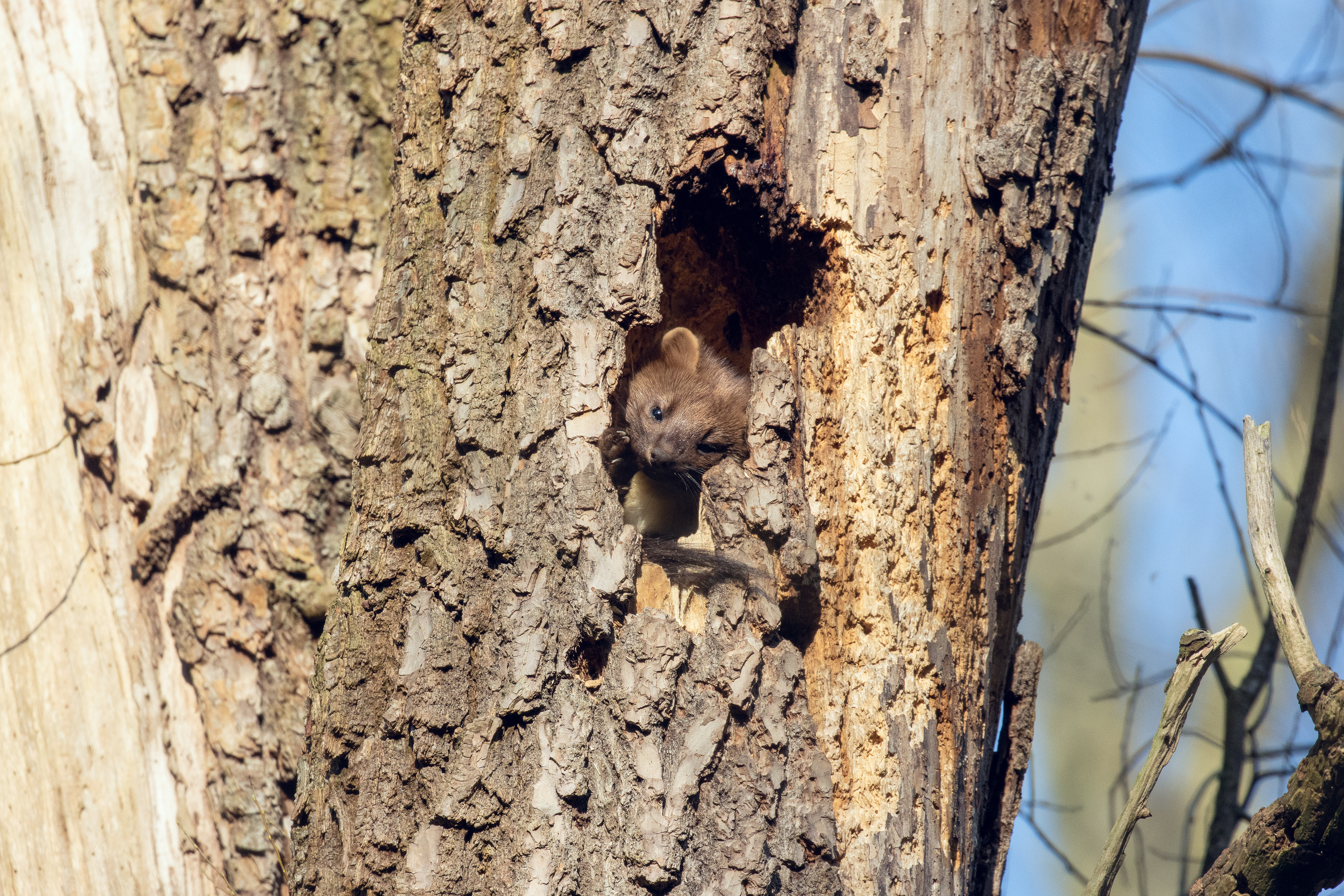 European pine marten - Harder forrest, Netherlands