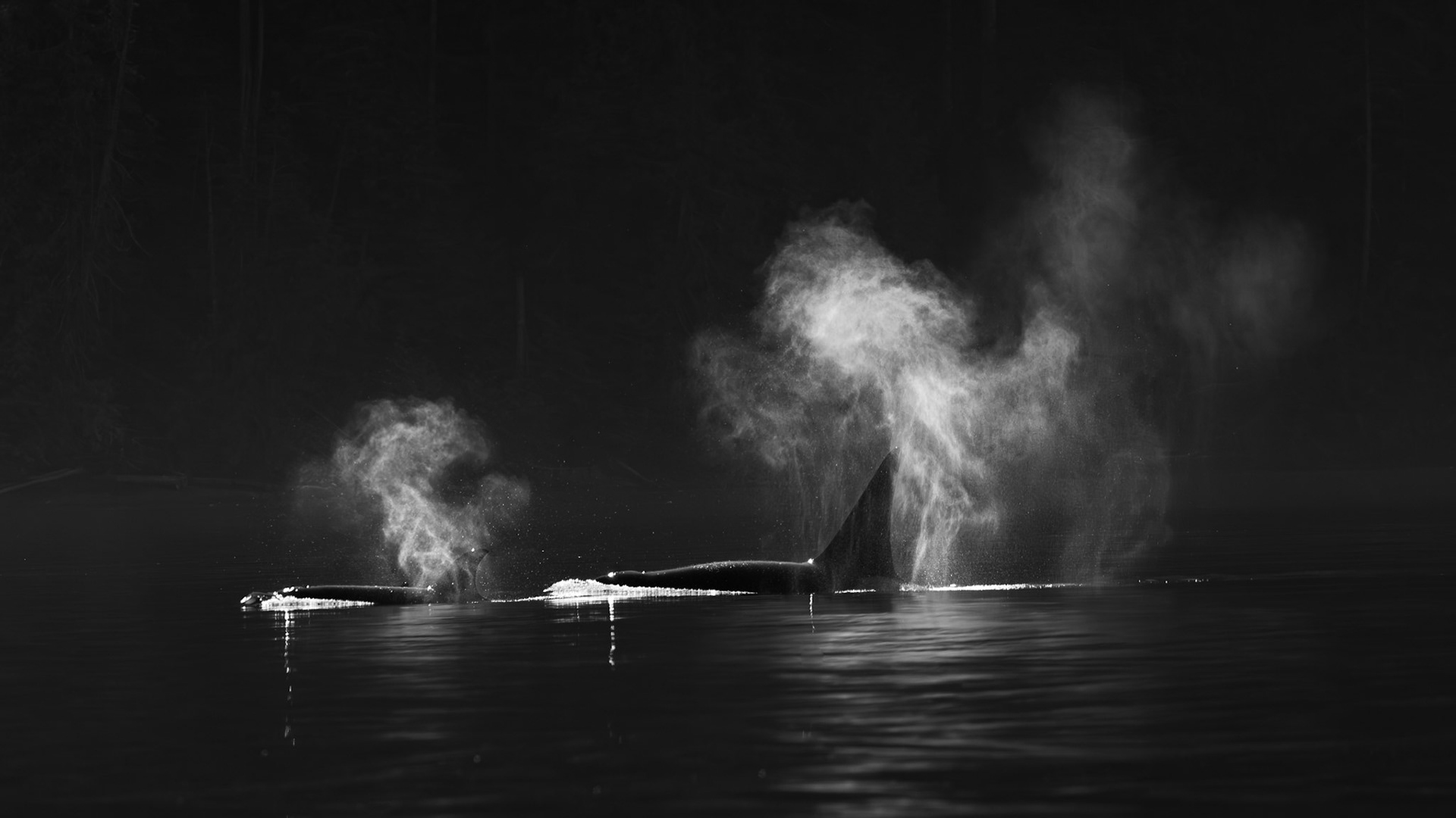 Orcas in magic light (b/w)