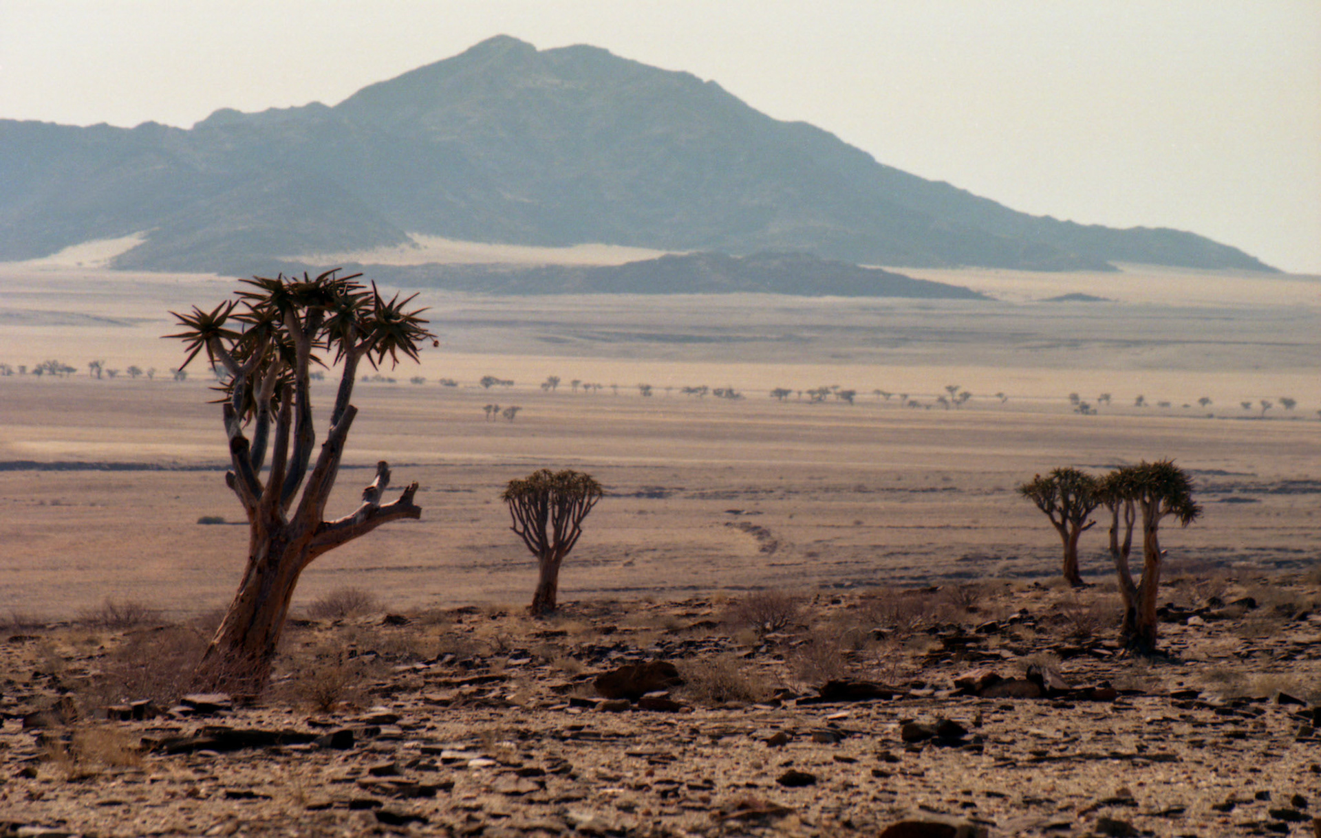 Desserted landscape - Namibia