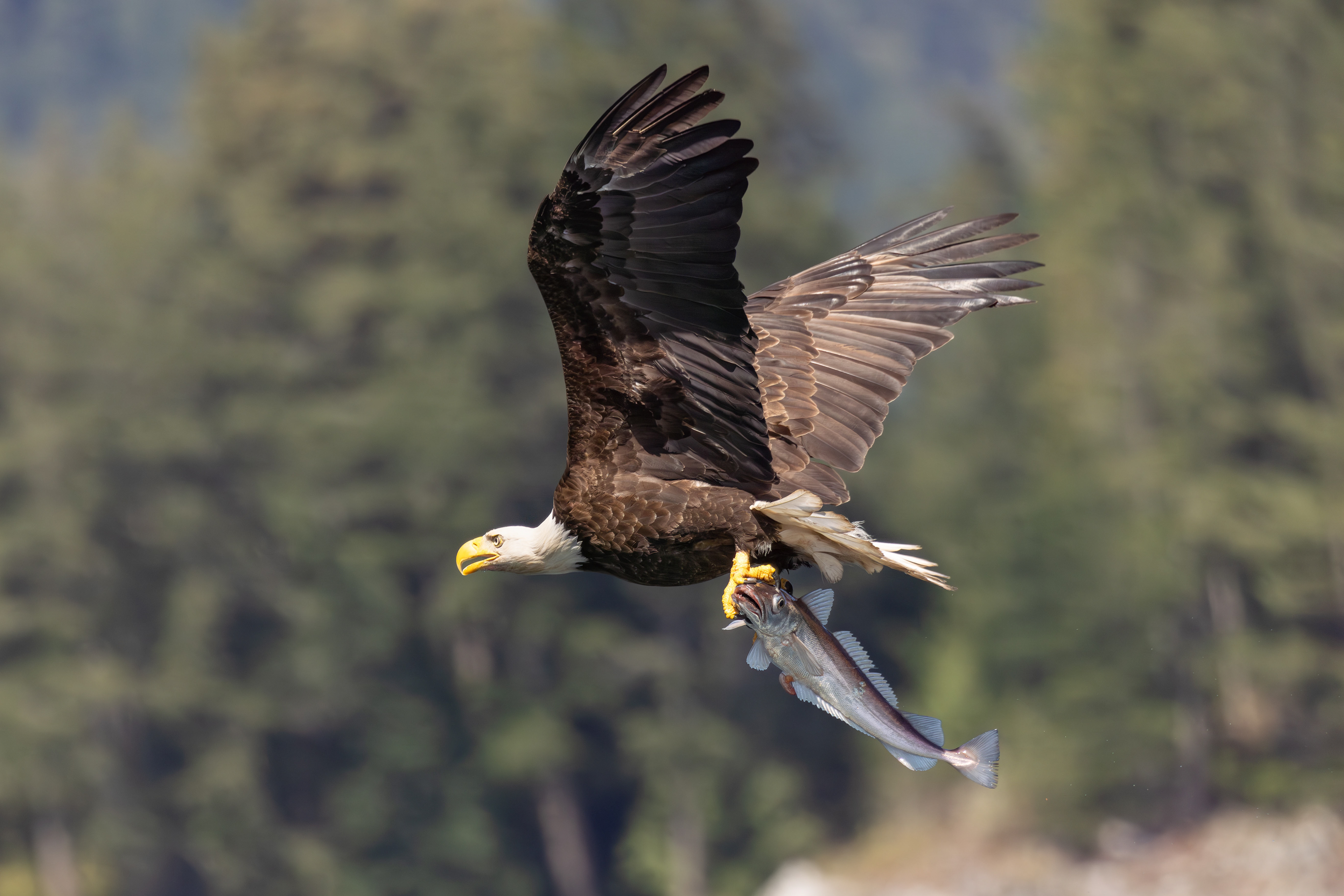 Bold eagle with great catch