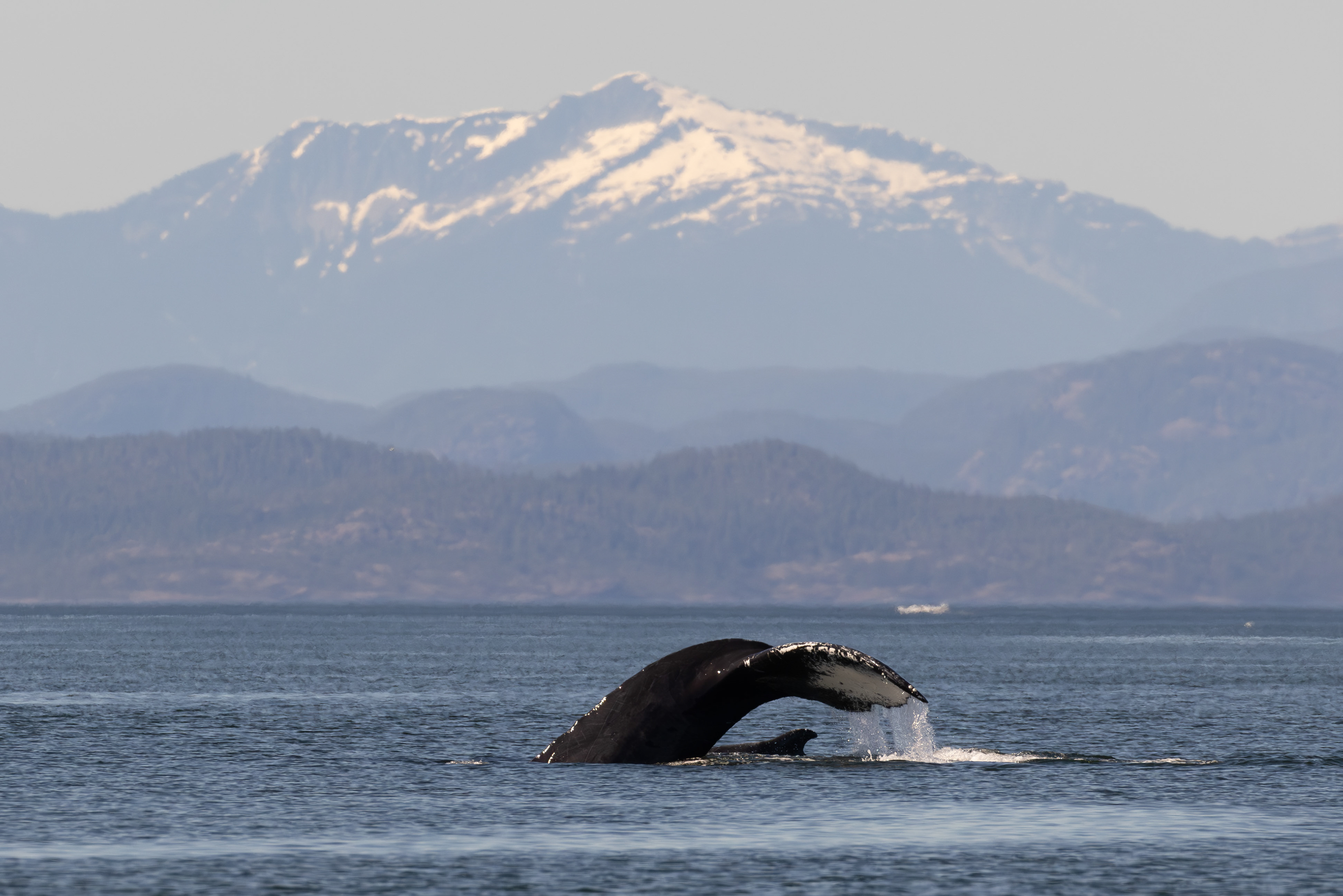 Humpback diving in majestic landscape