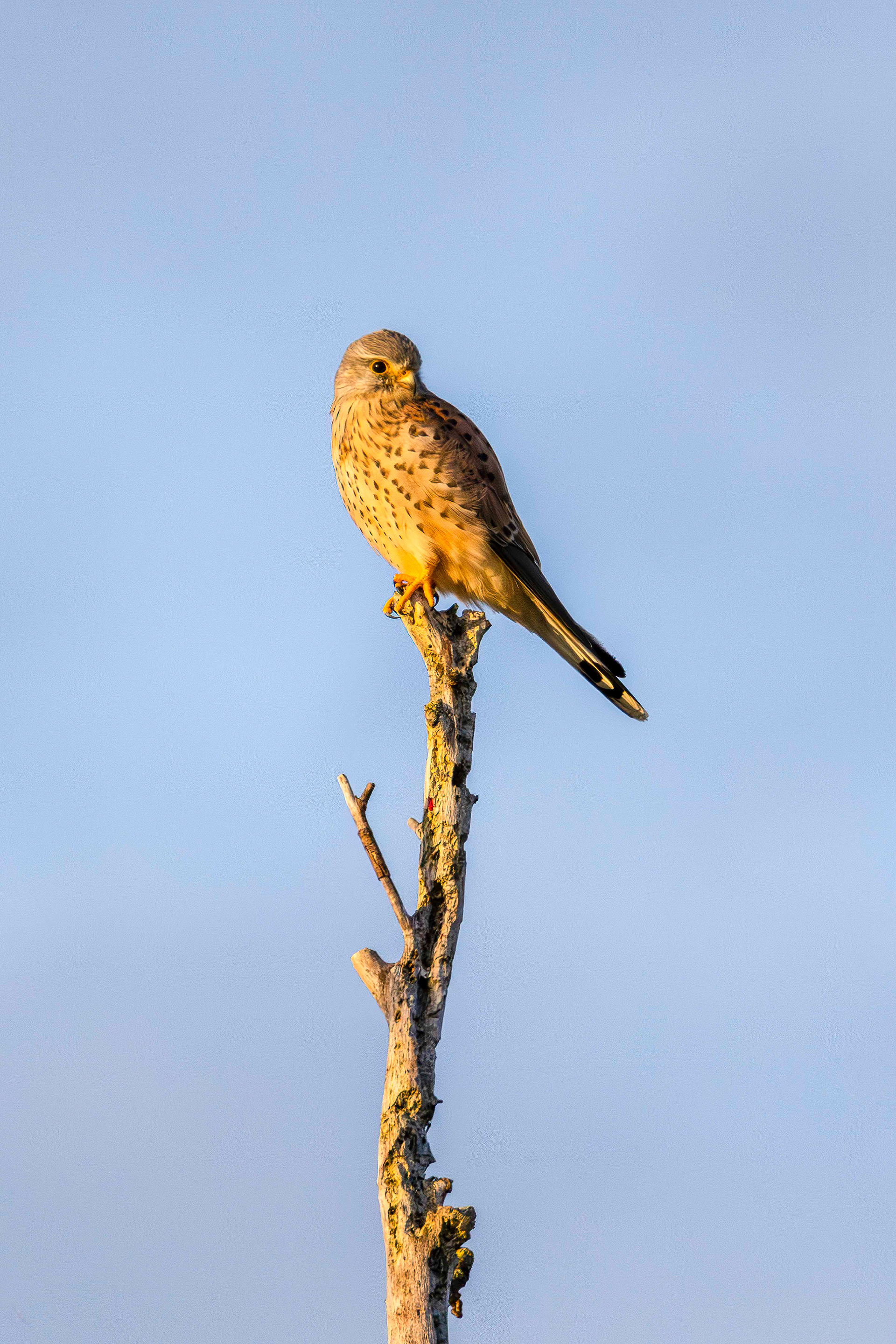 Common kestrel in tree, Lepelaarplassen - Almere (2024)