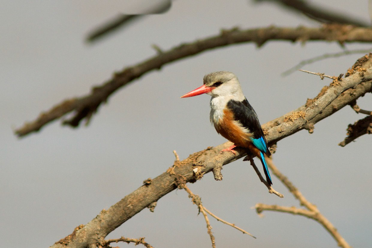 Grey-header kingfisher, Kenya