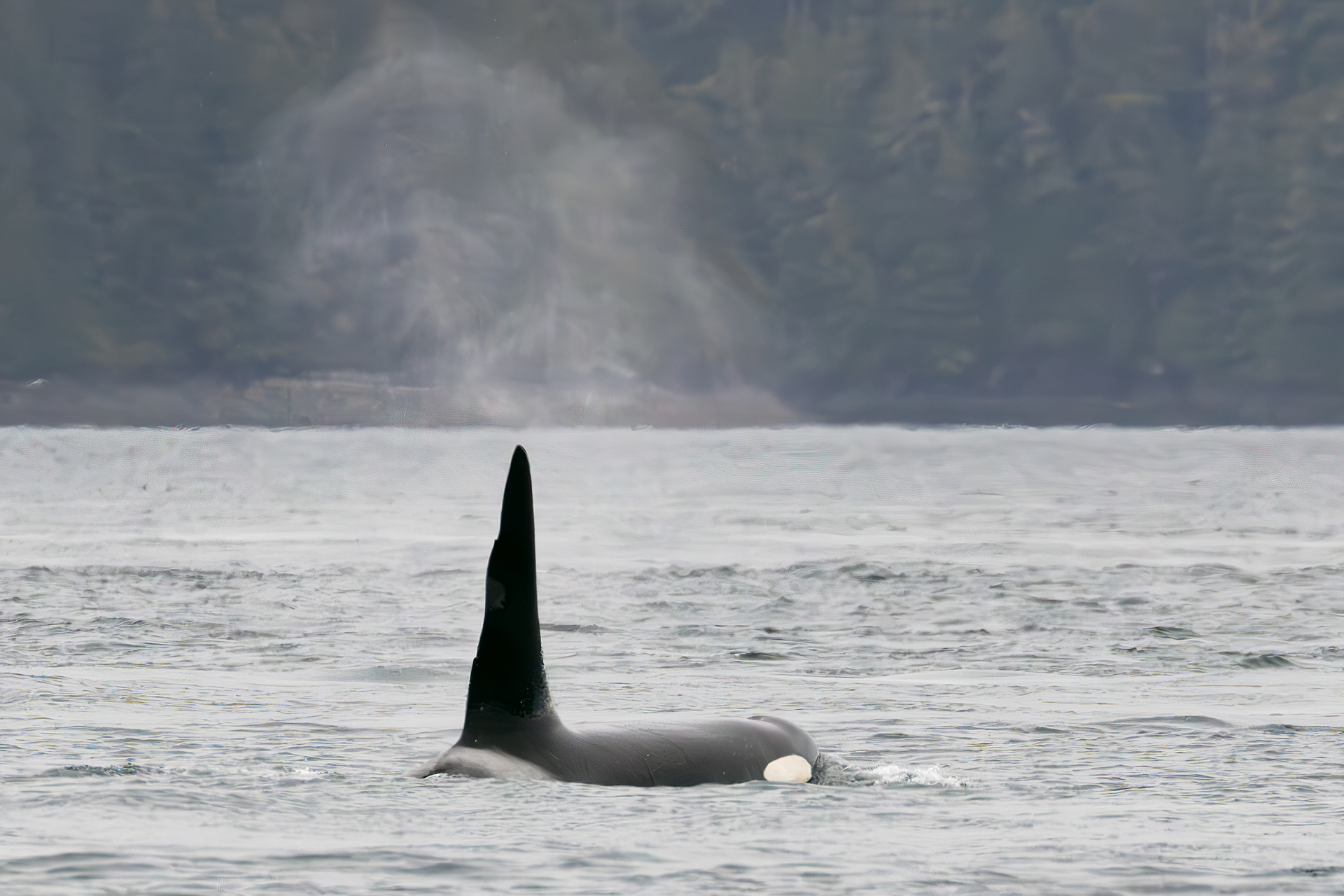 Orca blowhole