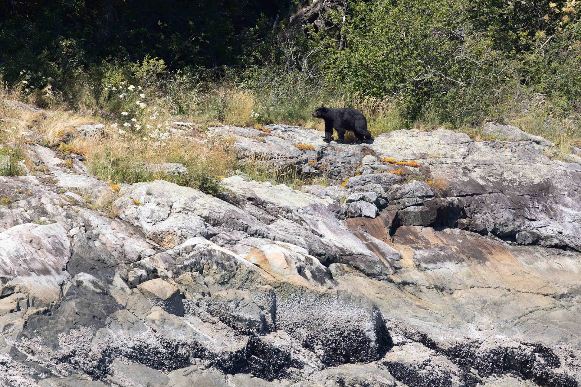 Black bear strolling along the shore