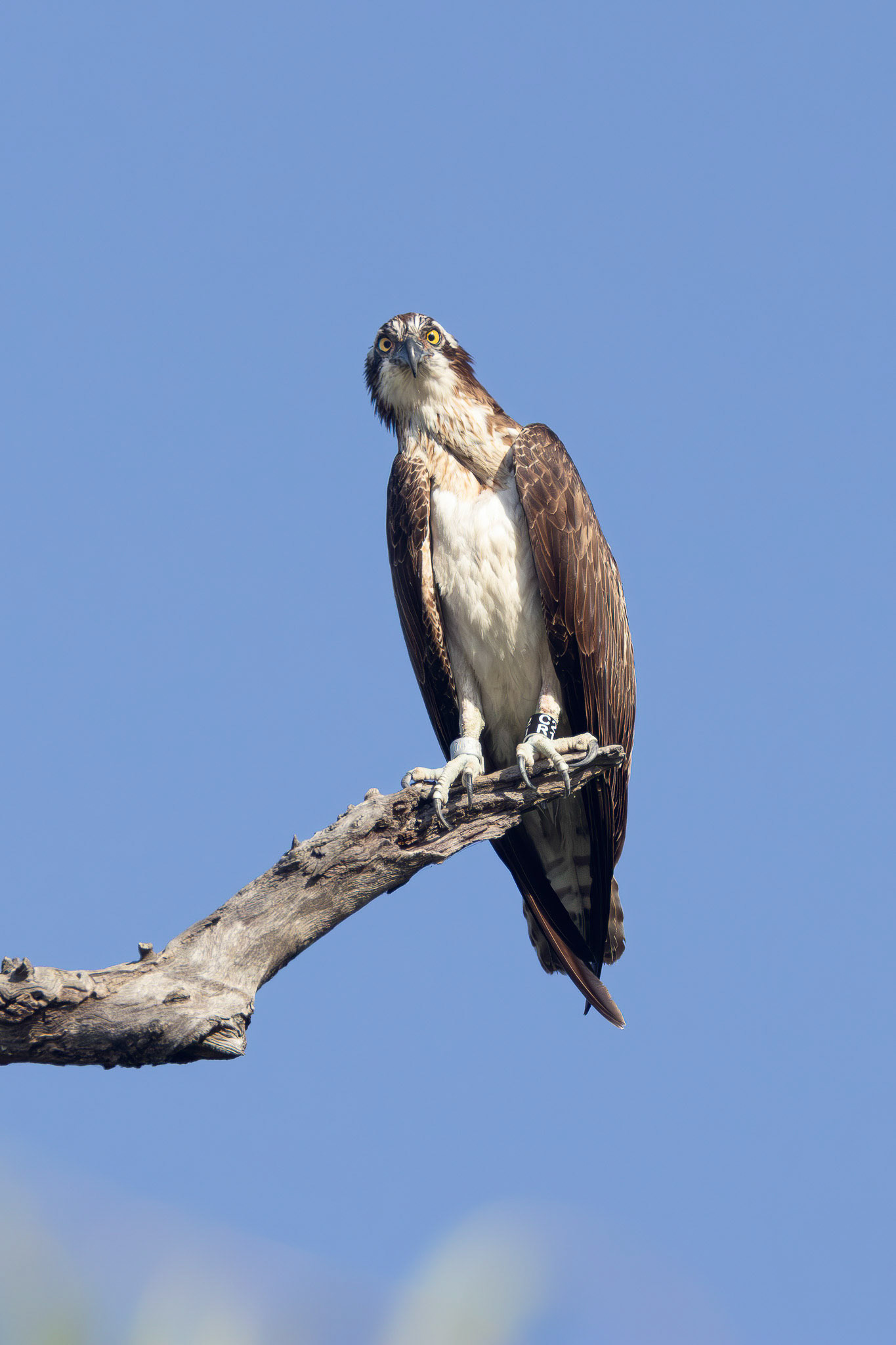Osprey: are you looking at me?