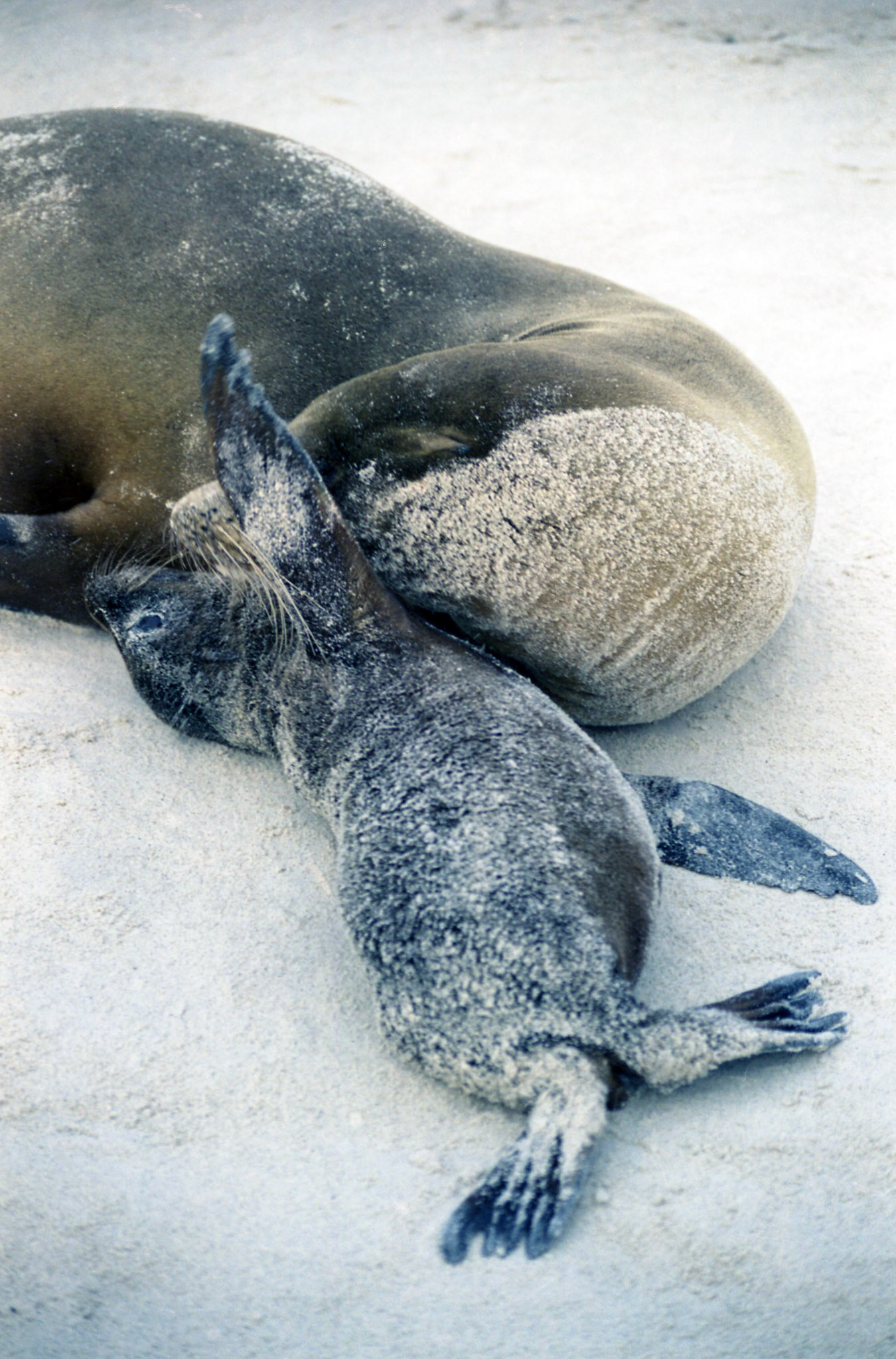 Sea lion, Galapagos, Ecuador