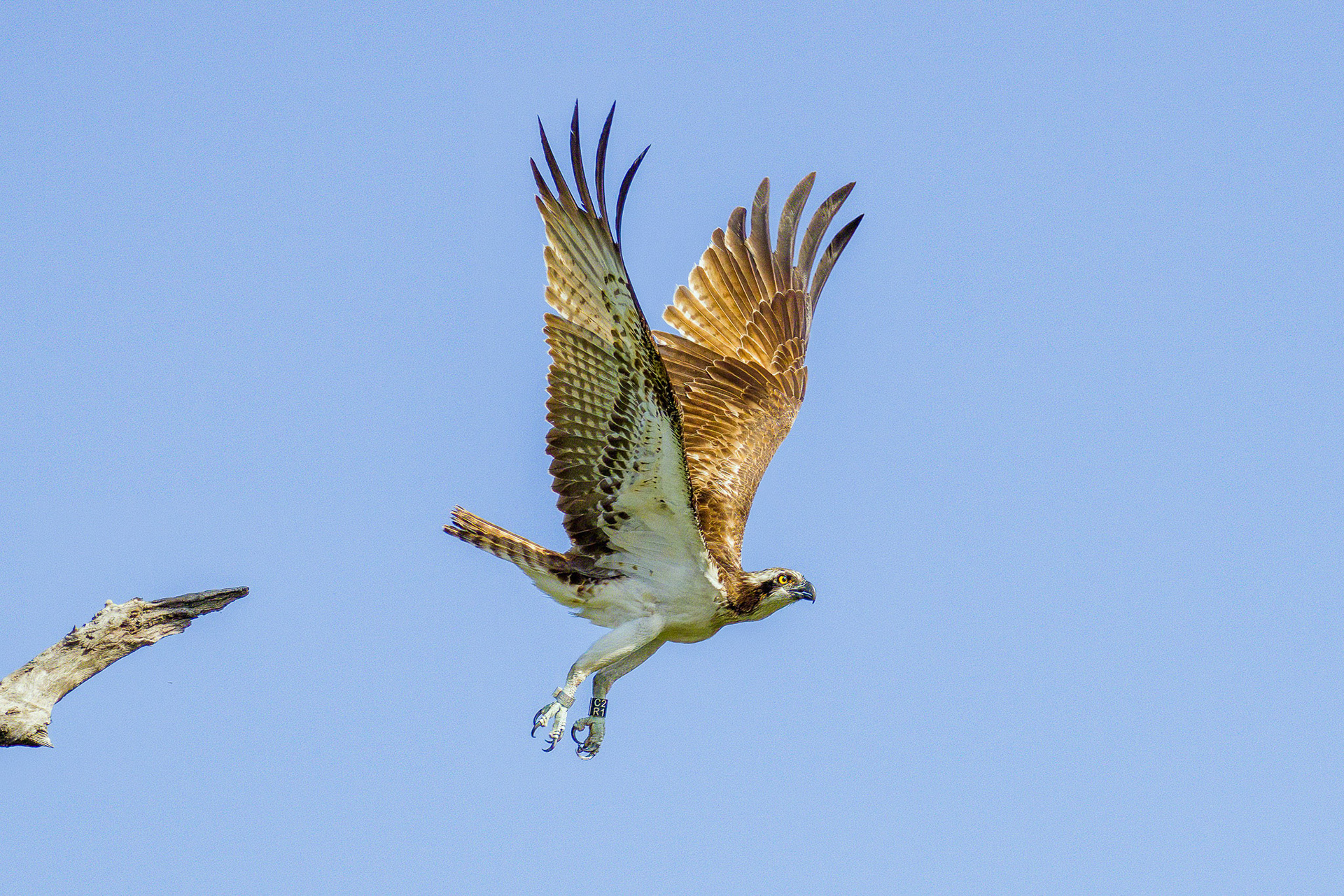 Osprey in flight