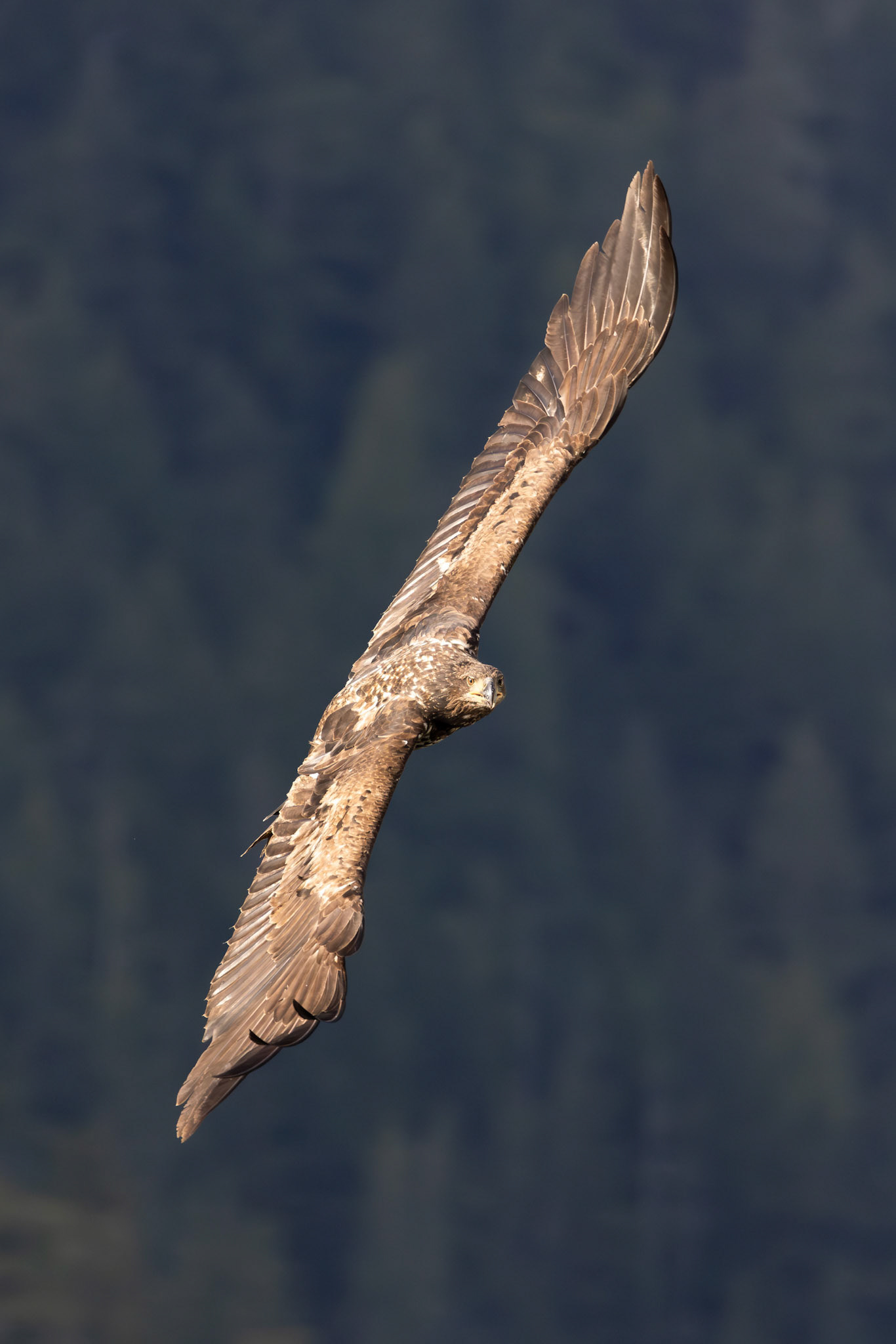 Juvenile bold eagle full wings spread