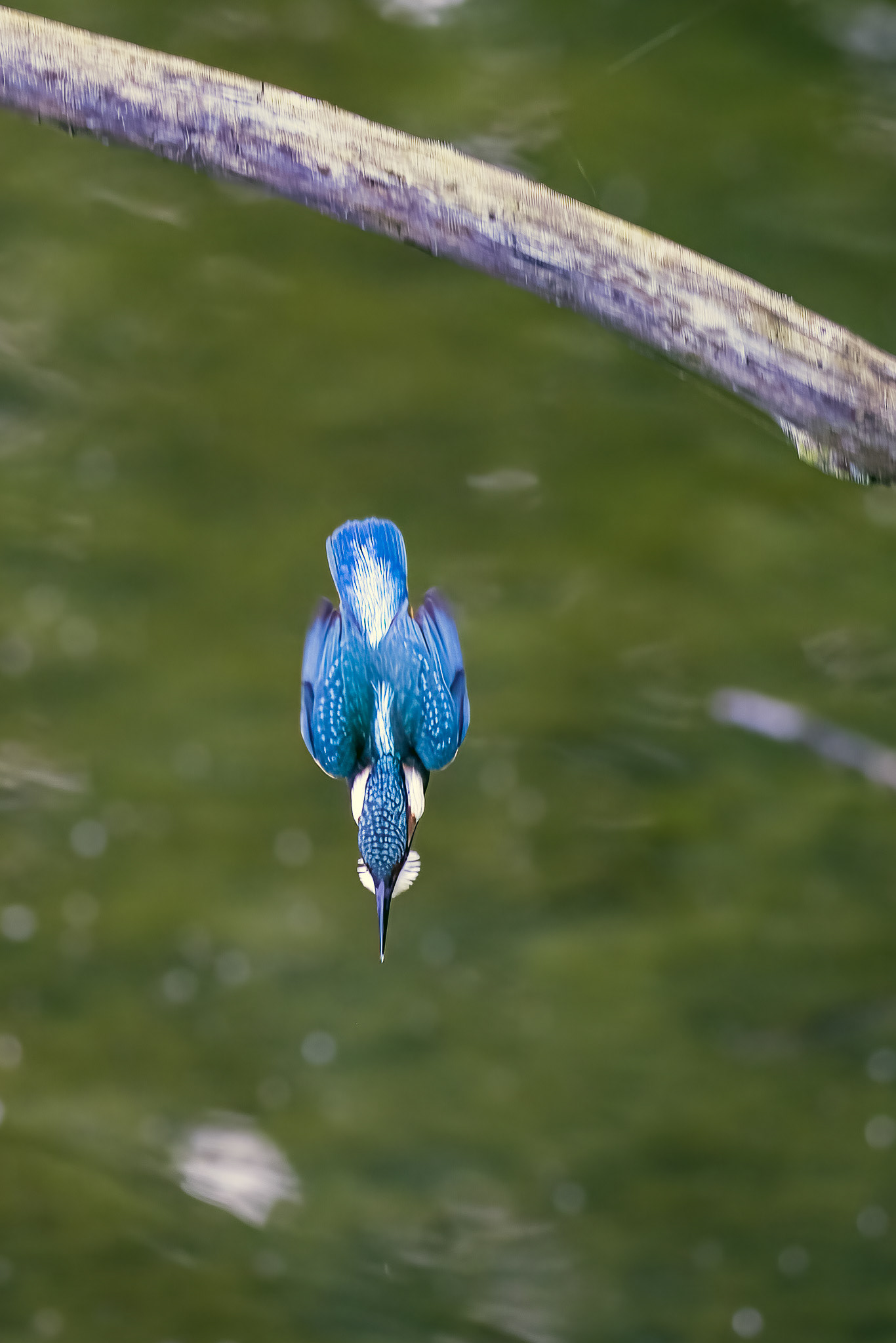 Diving kingfisher, Lepelaarplassen - Almere