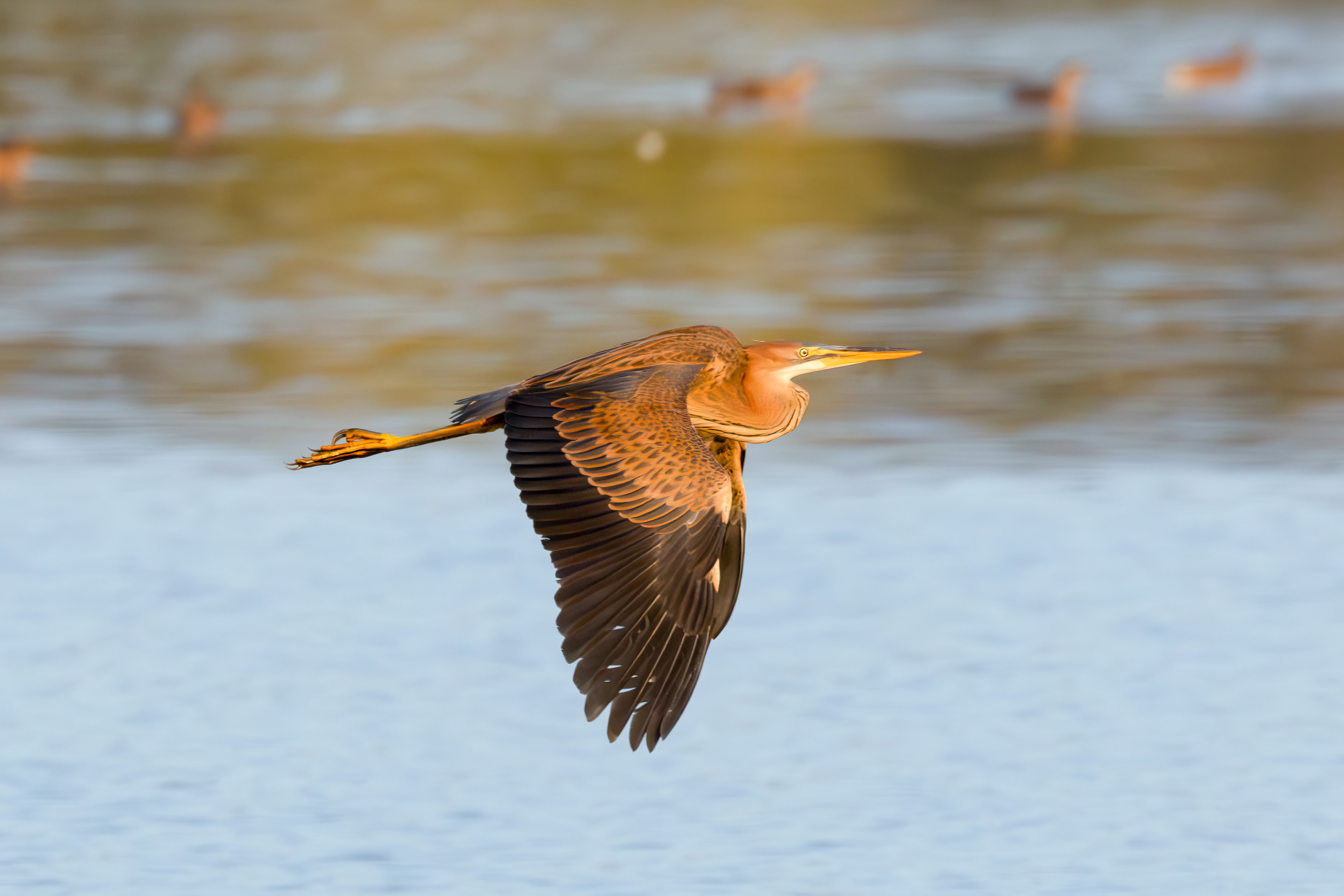 Purple heron, Lepelaarplassen - Almere