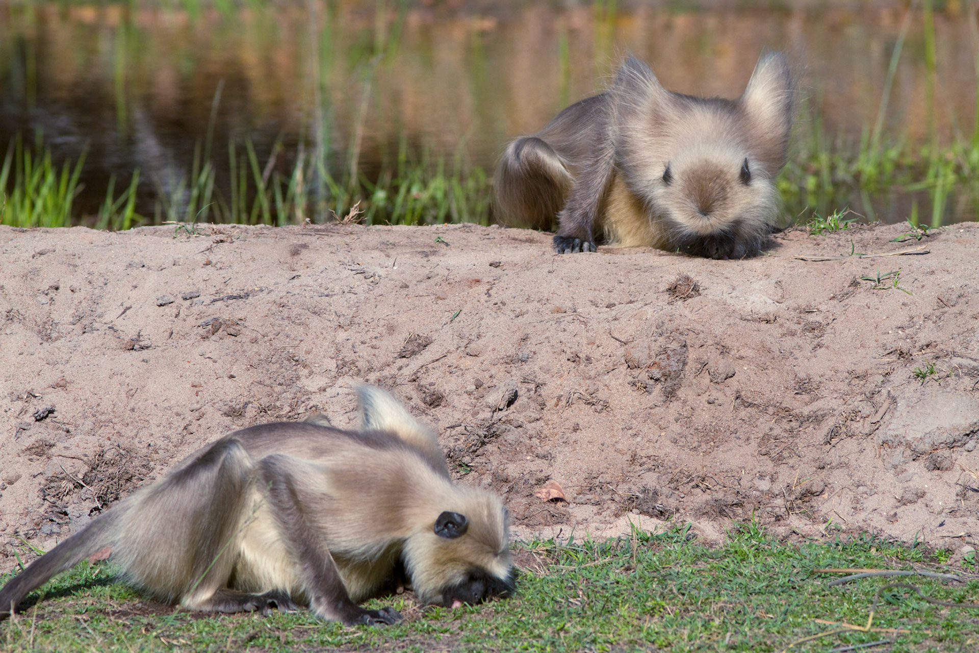 Mouse and monkey, Bhandavgarh N.P. - India