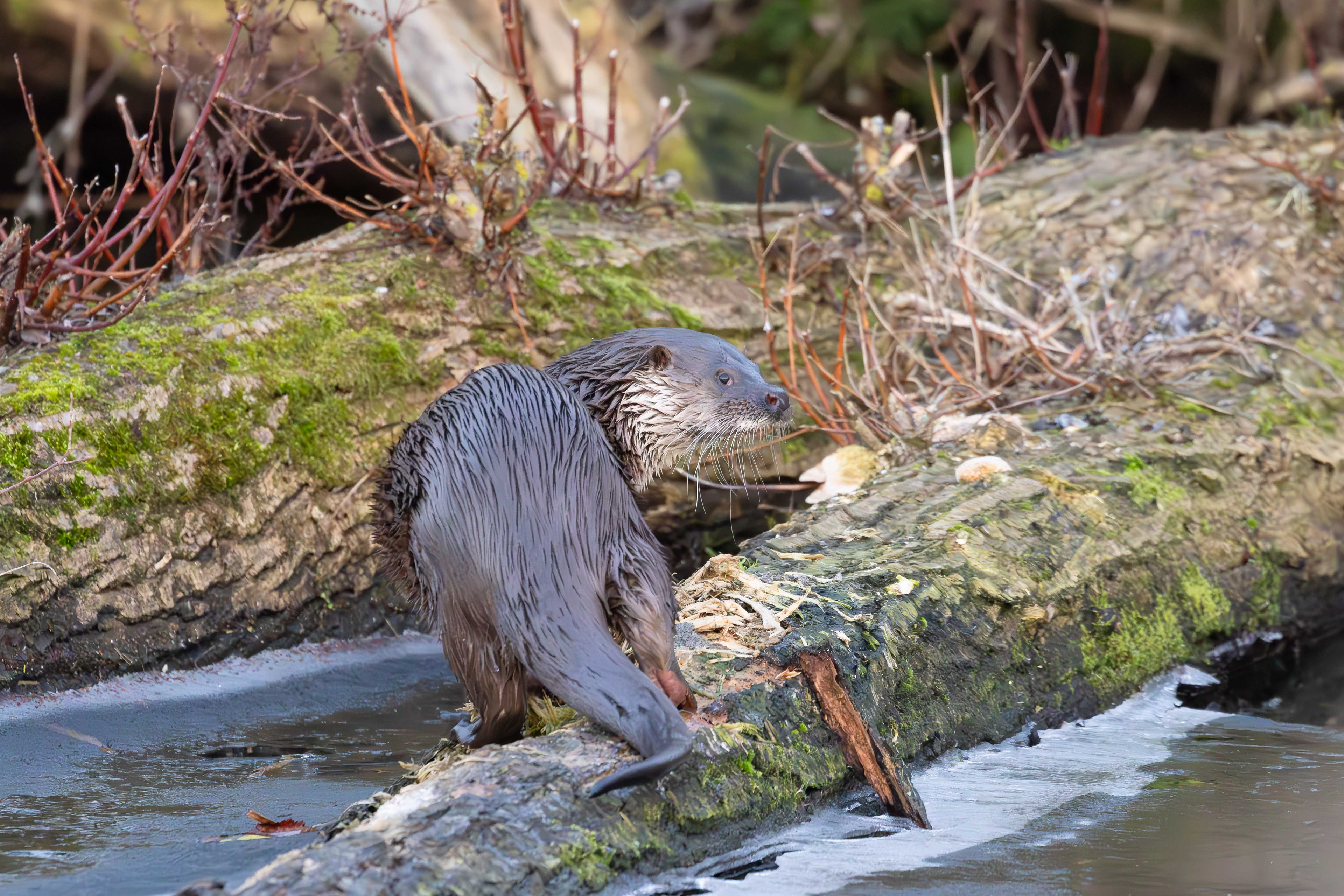 Eurasian otter, Lepelaarplassen - Almere (2025)