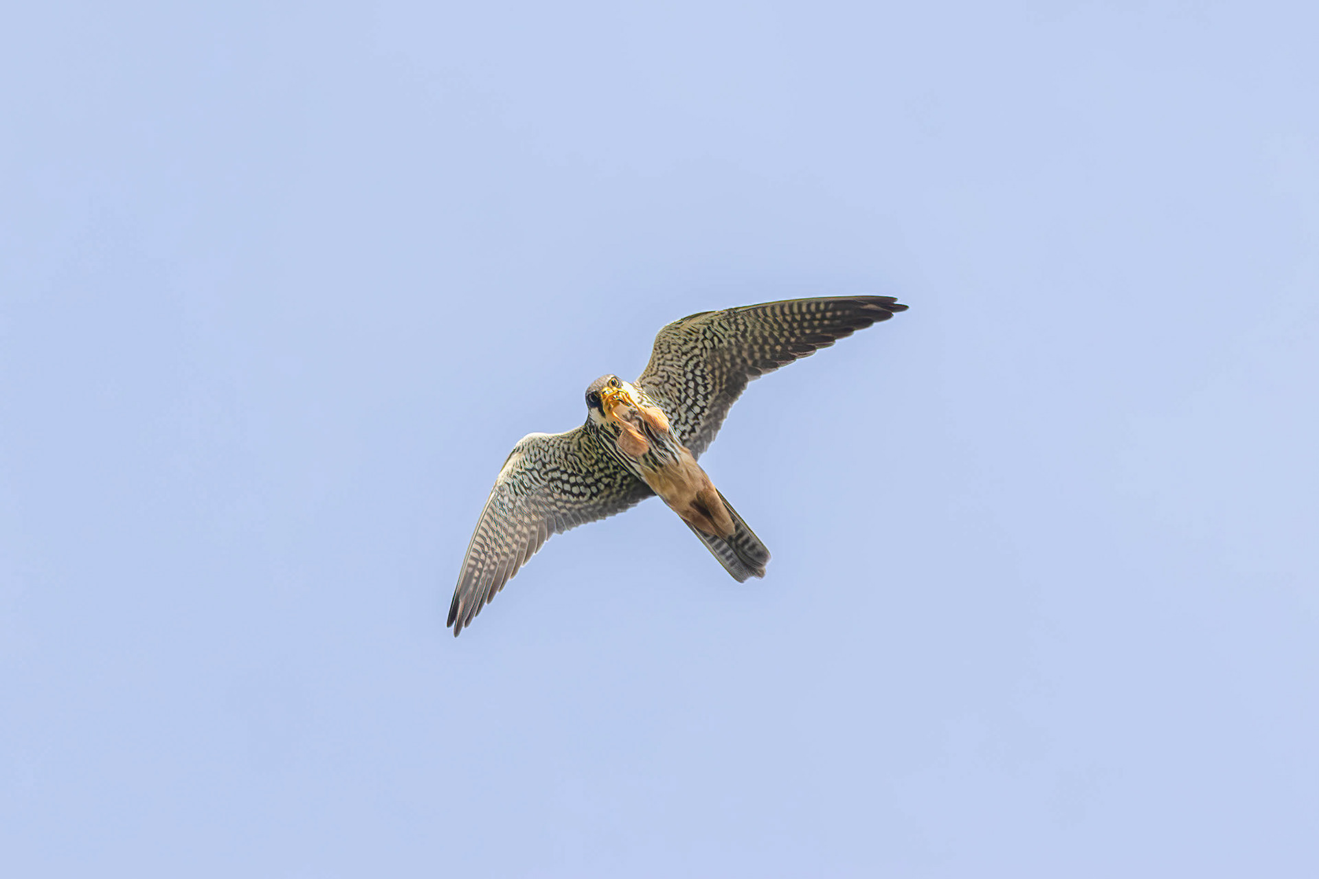 Eurasian hobby, Lepelaarplassen - Almere (2024)