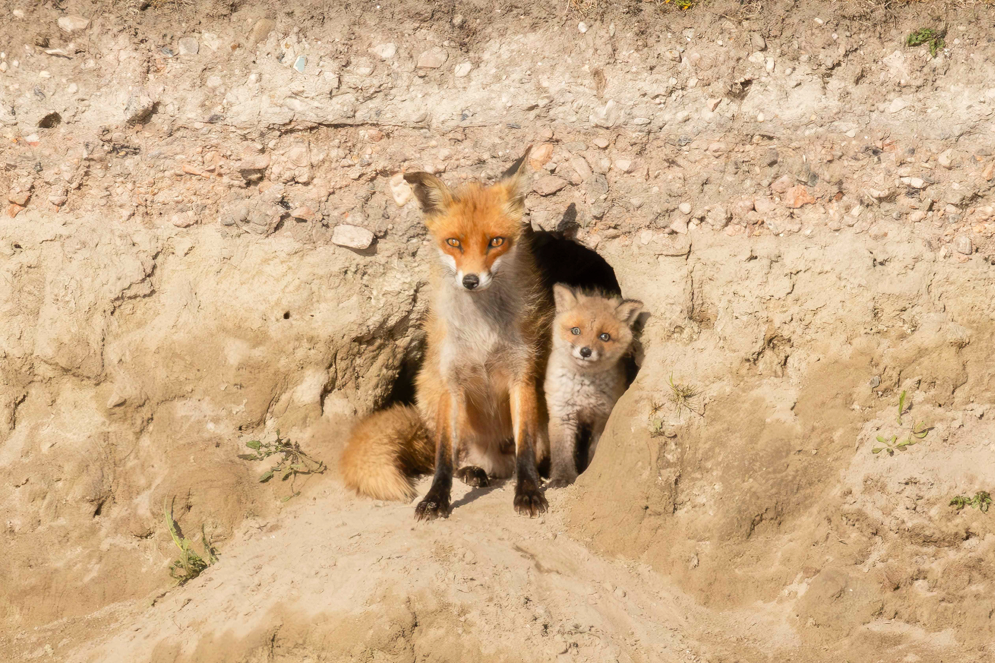 Mom fox + baby, Oostvaardersplassen - Almere