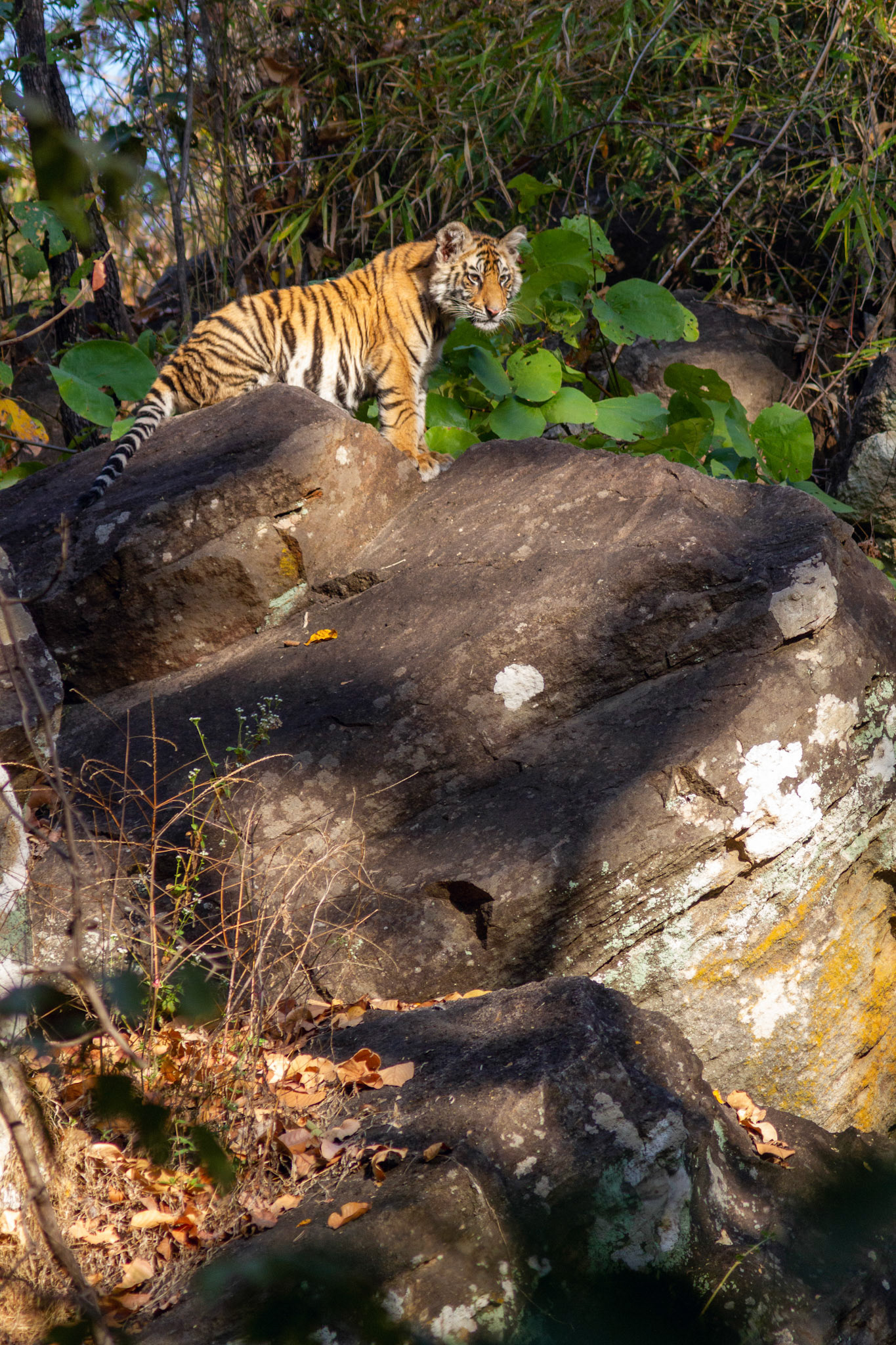Young tiger high on rock, Bandhavgarh N.P., - India